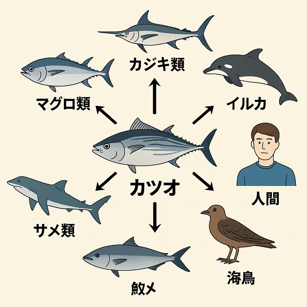自然界におけるカツオの主な天敵（捕食者）と、その関係性・対策行動。釣太郎