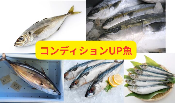 大事な日の前日、魚を食事に取り入れることは、良質な栄養素の摂取、疲労回復、集中力向上など、あなたのコンディションを最高に引き上げるための非常に有効な手段です。釣太郎