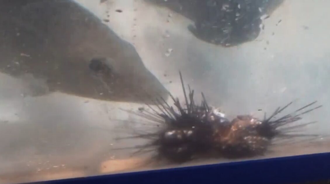 ウニを食べるタマミ（タマン、ハマフエフキ）。釣太郎