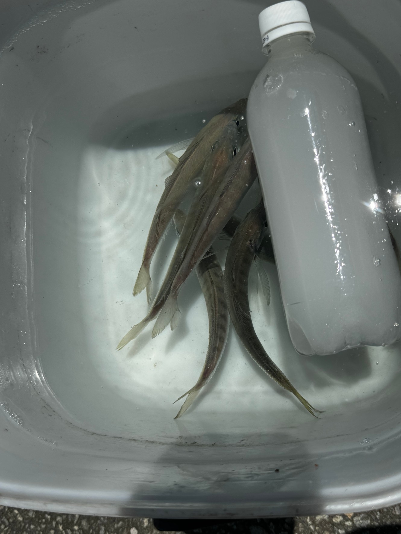 猛暑時はアジ酸欠で弱りやすいので、ペット氷を使いましょう。釣太郎