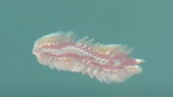 要注意！】海の危険生物「ウミケムシ」の恐怖と対策｜知っておくべき