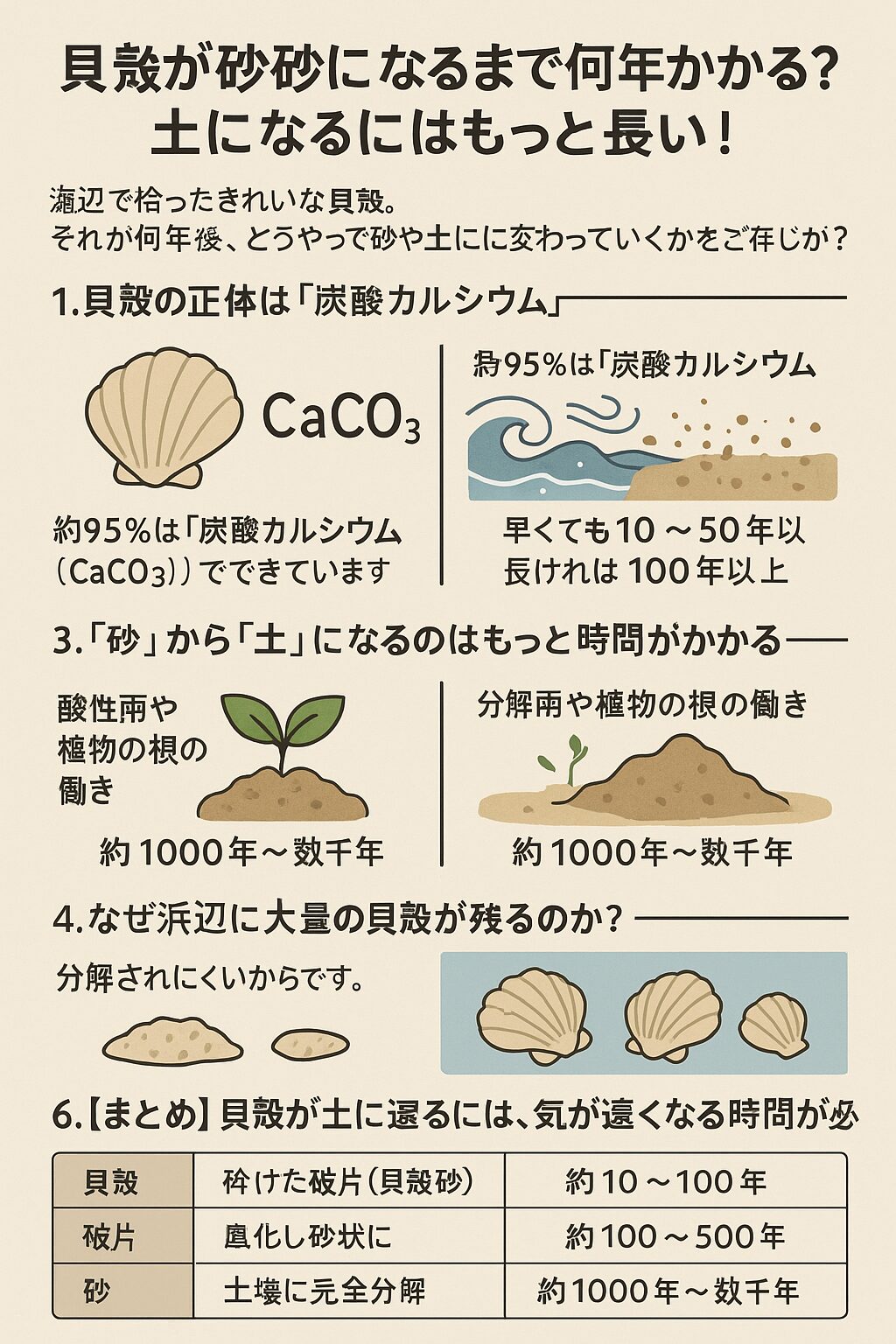 貝殻が完全に砂粒サイズになるには、数年から数十年かかる。釣太郎