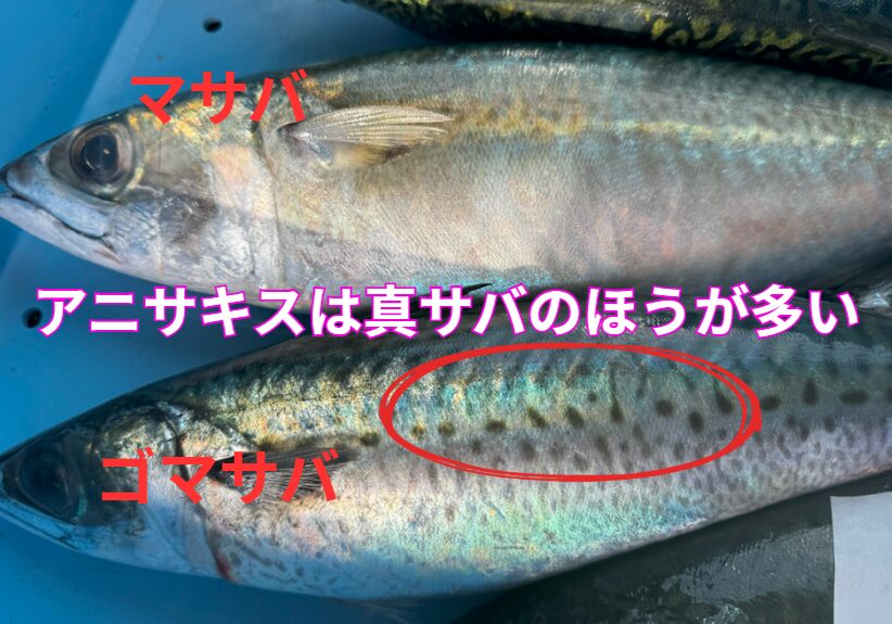 マサバは生食の食中毒リスク（アニサキス）が非常に高く、ゴマサバは比較的安全とされる。釣太郎