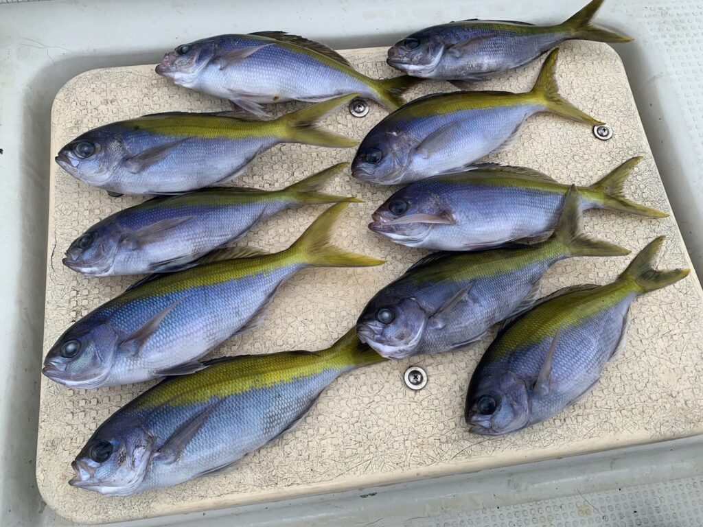 釣り人でも知らない人が多いウメイロ。釣太郎