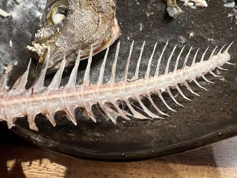 麦わらイサギがおいしい季節だが、この魚の骨だけはご注意ください。漁師も「イサギの骨だけは気を付けろ」というほど。丹治屋殺しの異名もある。釣太郎