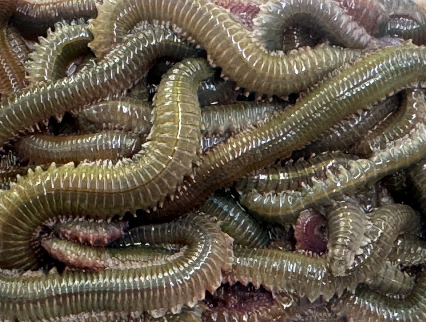 青イソメはなぜ夜光る？釣り人が知っておきたい発光の秘密と効果説明