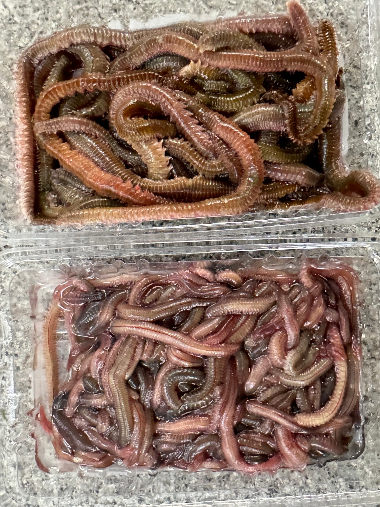 石ゴカイと青イソメの徹底比較説明。釣太郎