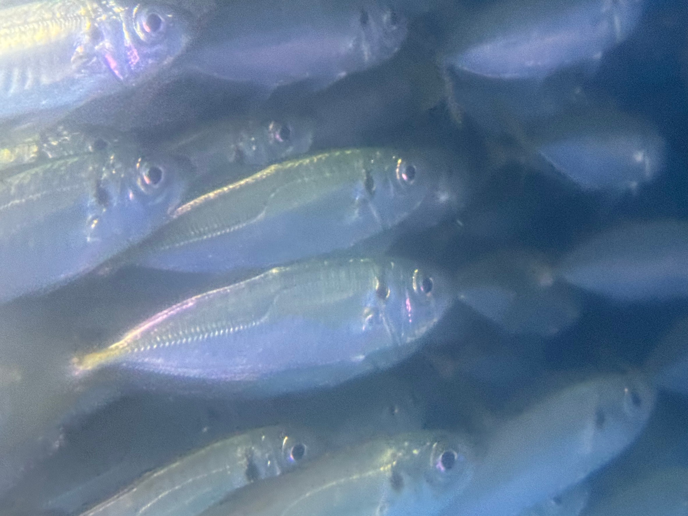 アオリイカ釣り用活アジ、在庫あります。釣太郎