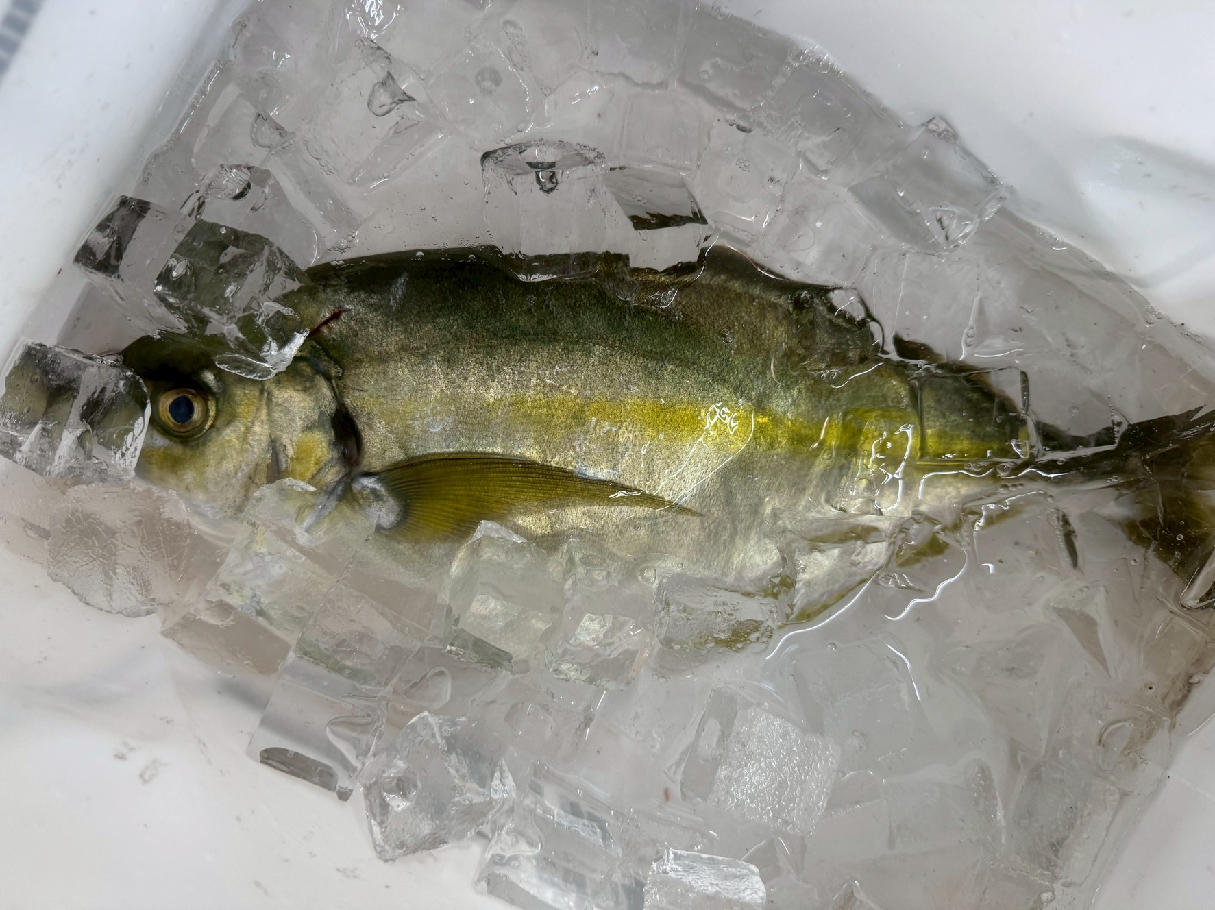 釣り場での即冷却が命！釣れた瞬間から始まる保存術。釣太郎