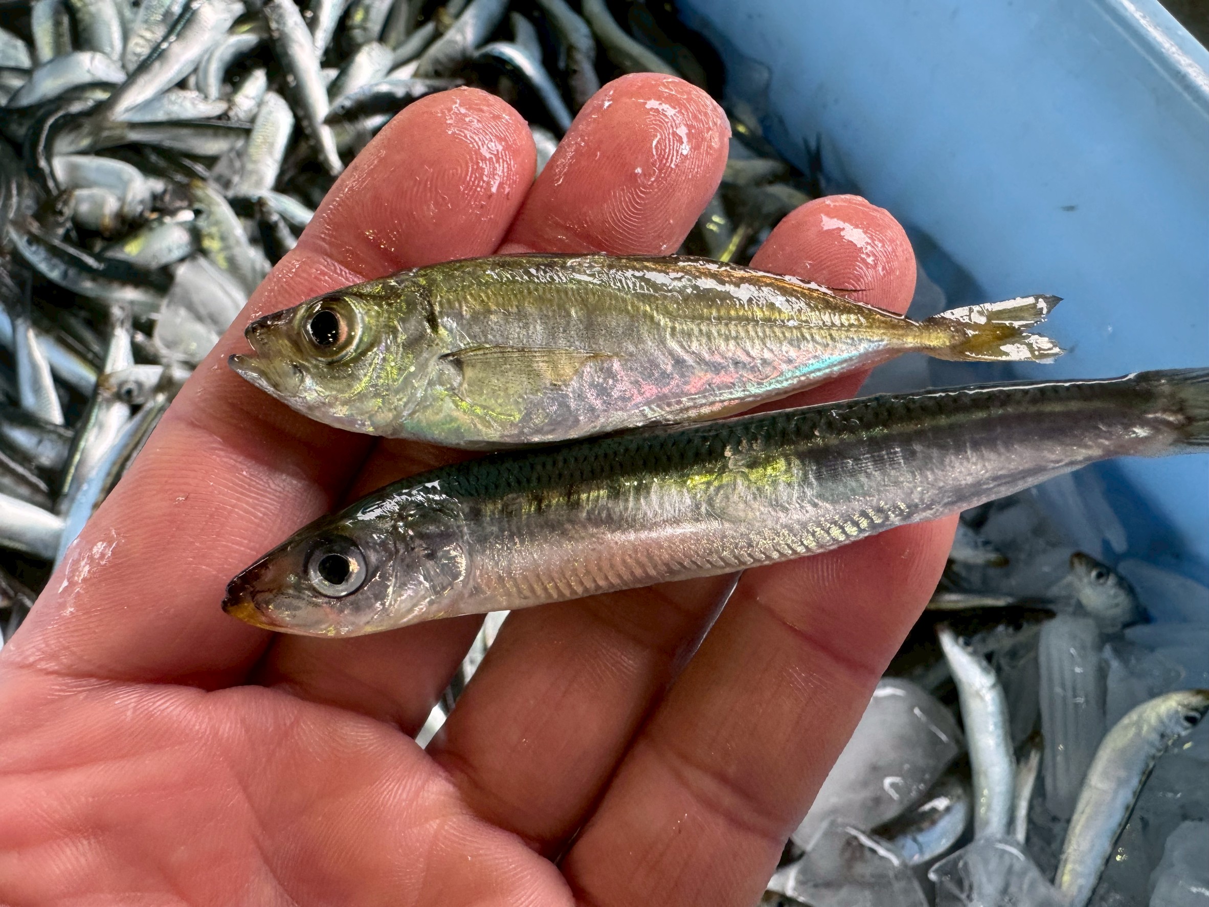 アジとイワシの違いとは?釣り人・食卓・市場で役立つ徹底解説。釣太郎