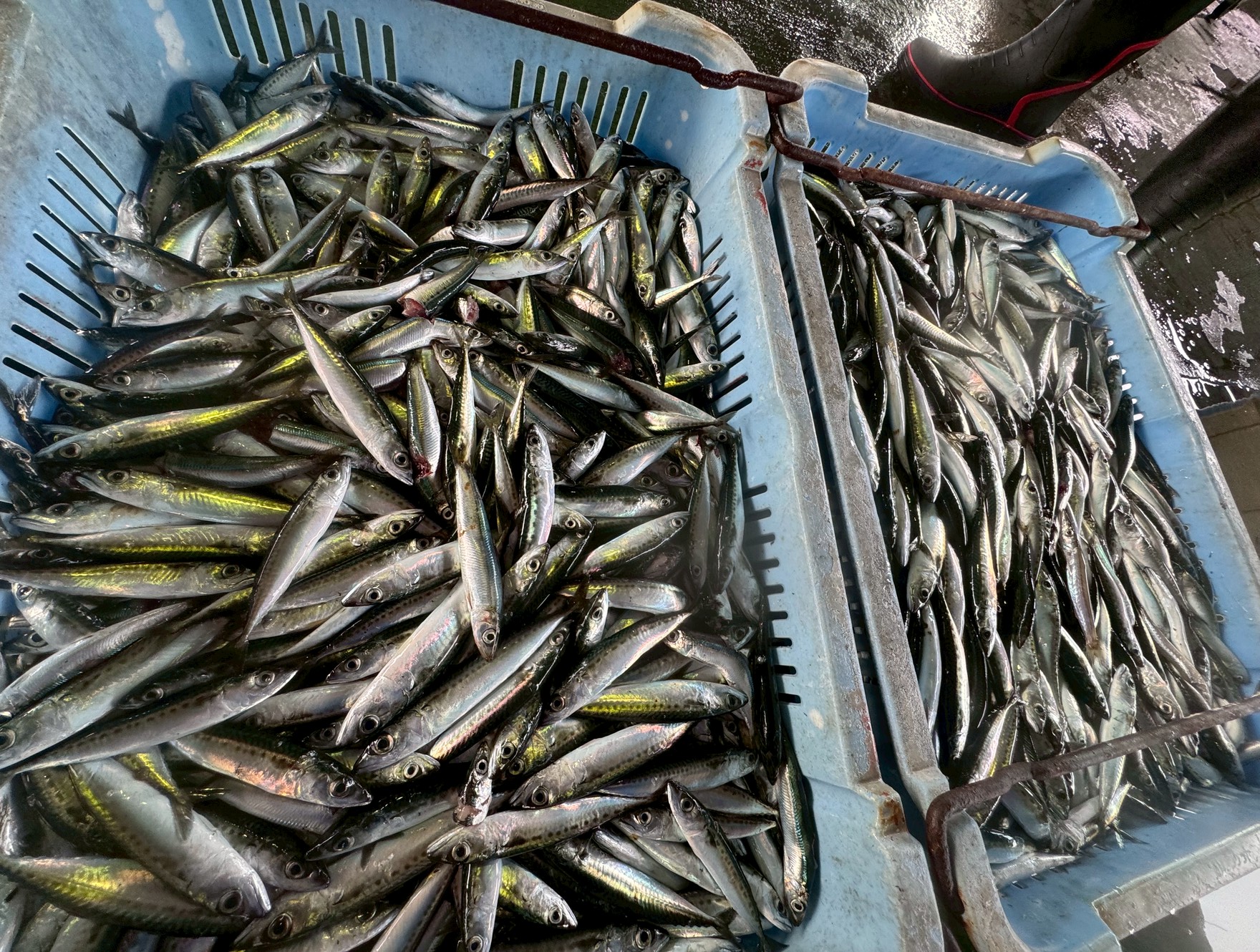 あちこちで小サバ湧いています。価値は低いのですが、揚げるように焼き、塩コショウで熱々を食べれば超美味な魚。釣太郎