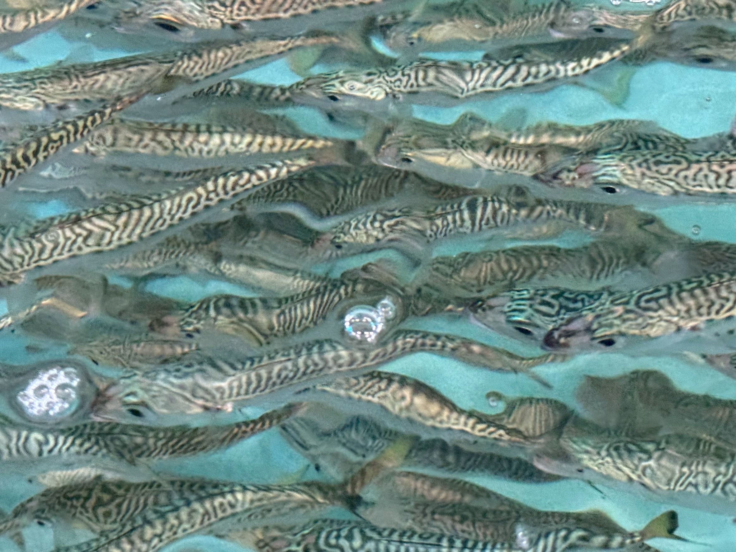 アオリイカ釣りに活アジがない時は？代用エサ「小サバ」の可能性と違いを徹底解説。釣太郎