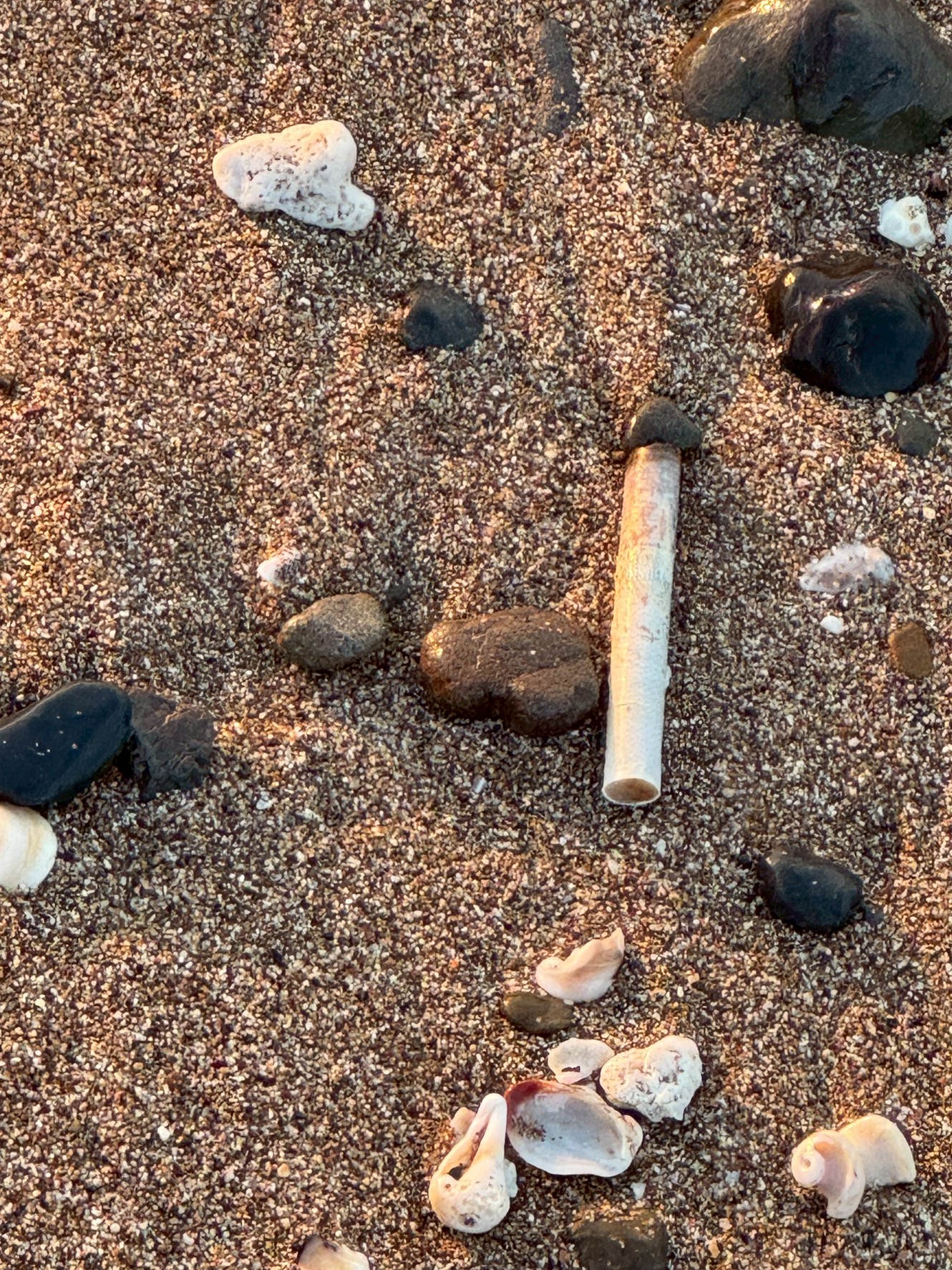 タバコの吸い殻は海洋ゴミの中でも特に厄介。釣太郎