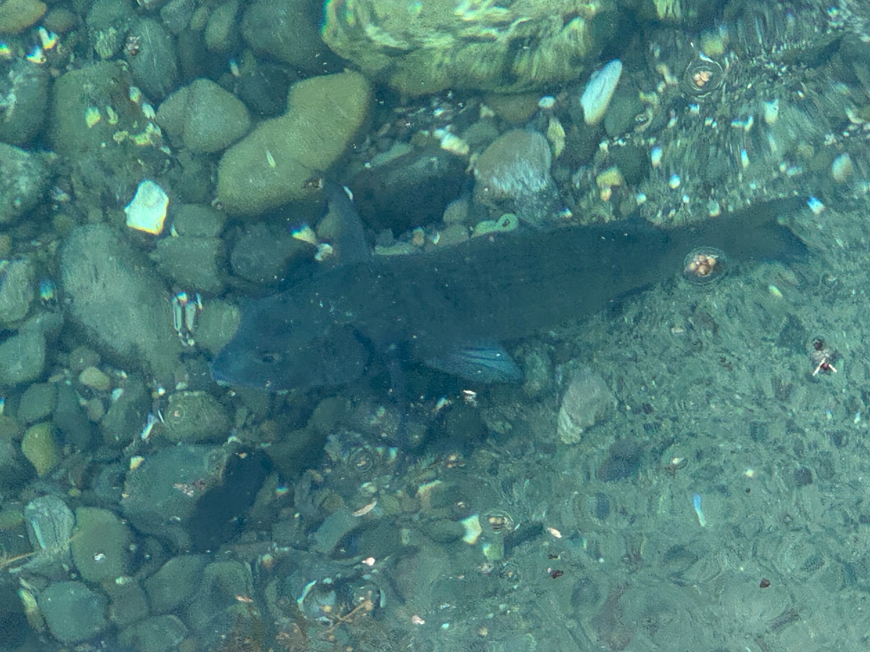 夏になると泳いでいる黒鯛（チヌ）が見えることが多い和歌山南紀。釣太郎