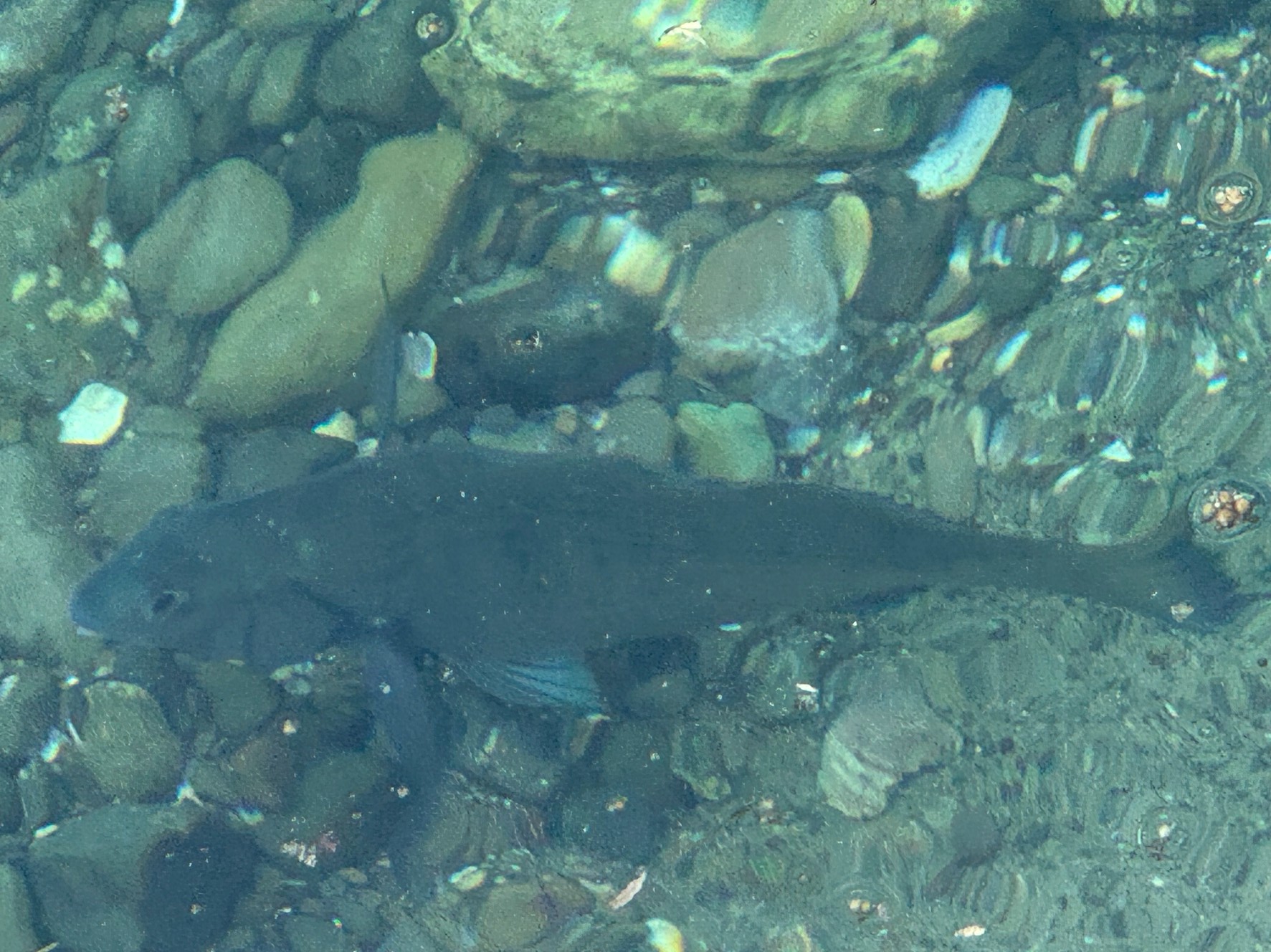 黒鯛（チヌ）が目視できるが、これは釣れない？【見える魚の攻略法と注意点】釣太郎