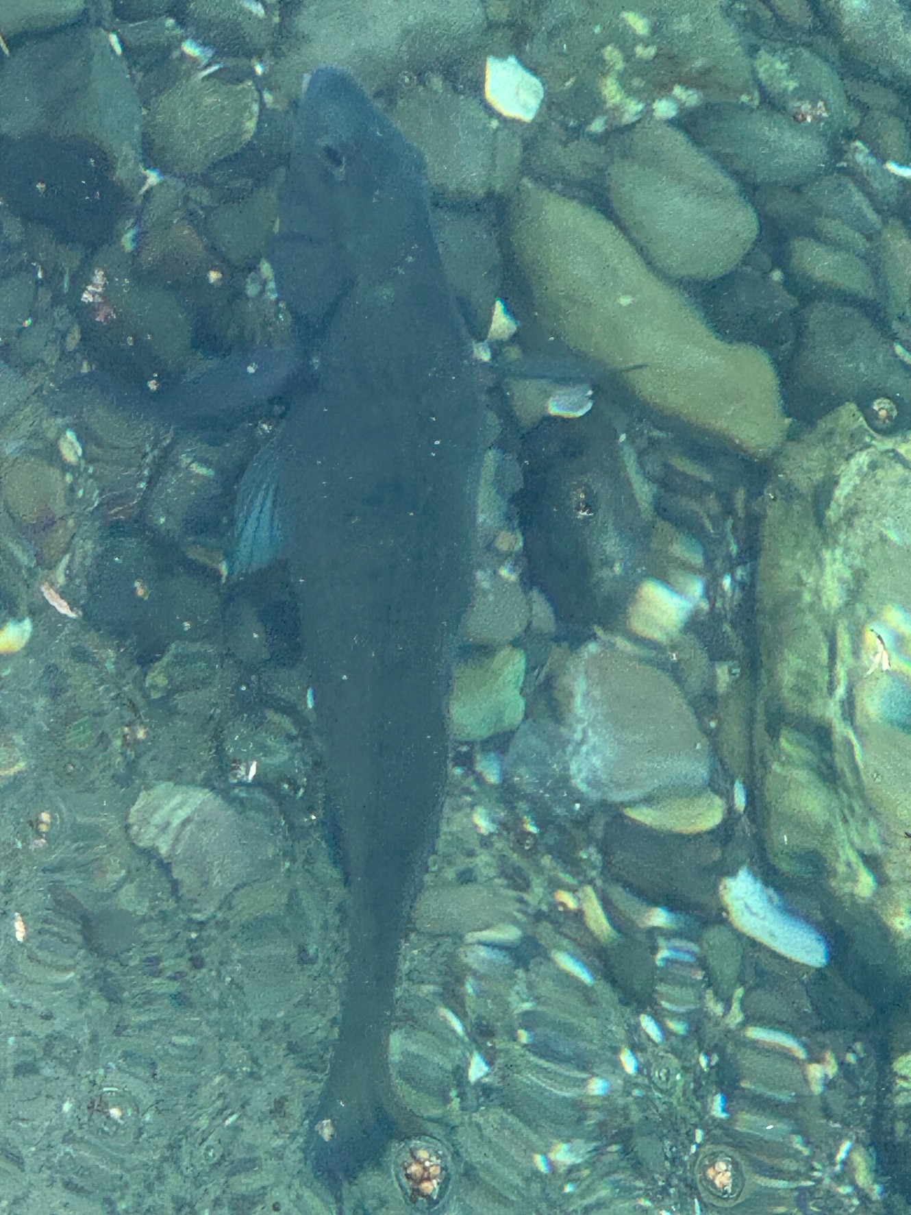 泳いでいるのが見える魚は釣れない?釣り人あるある現象の理由を徹底解説!釣太郎
