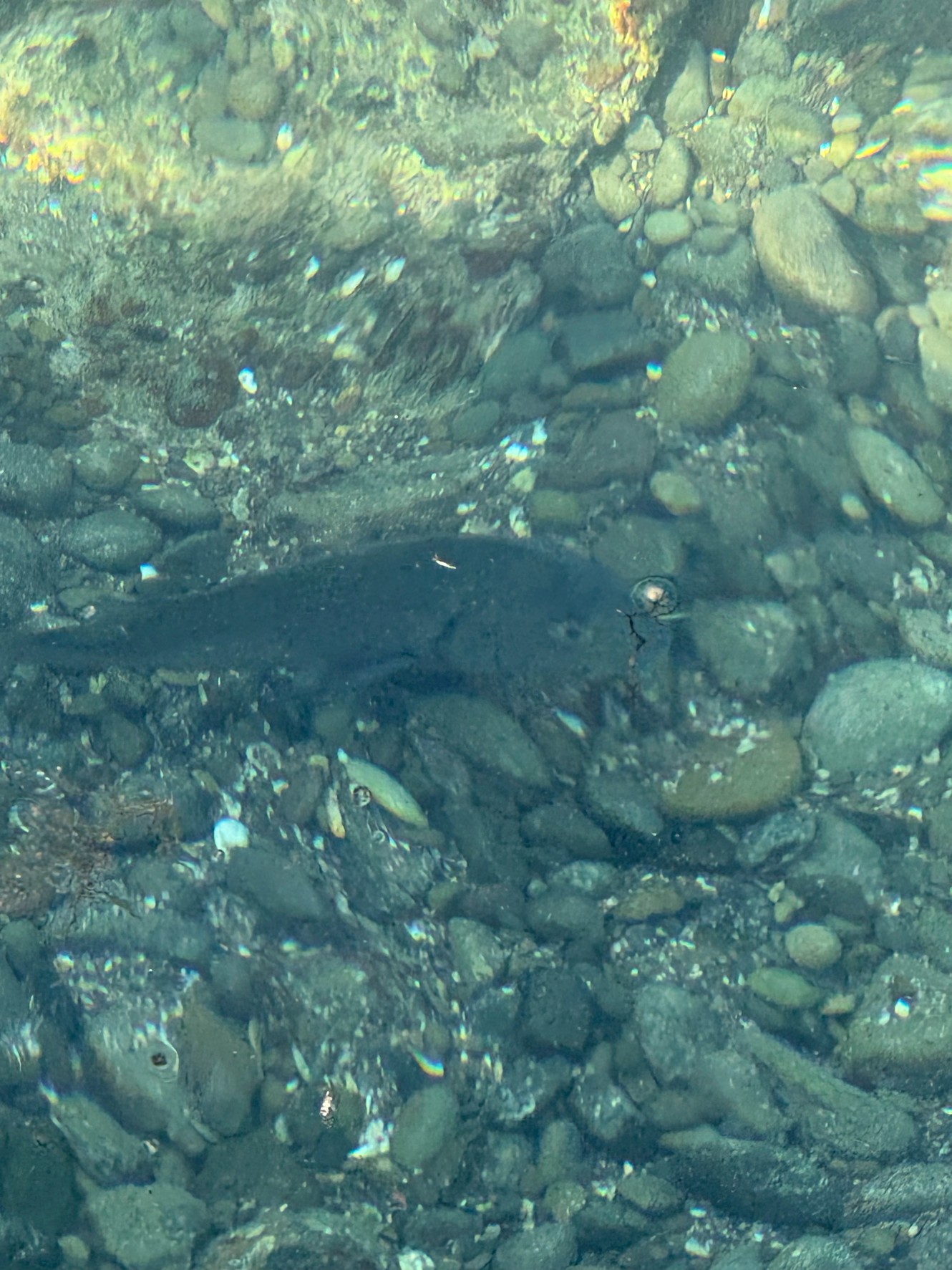 「見えている魚は釣れない」と言われる理由。釣太郎