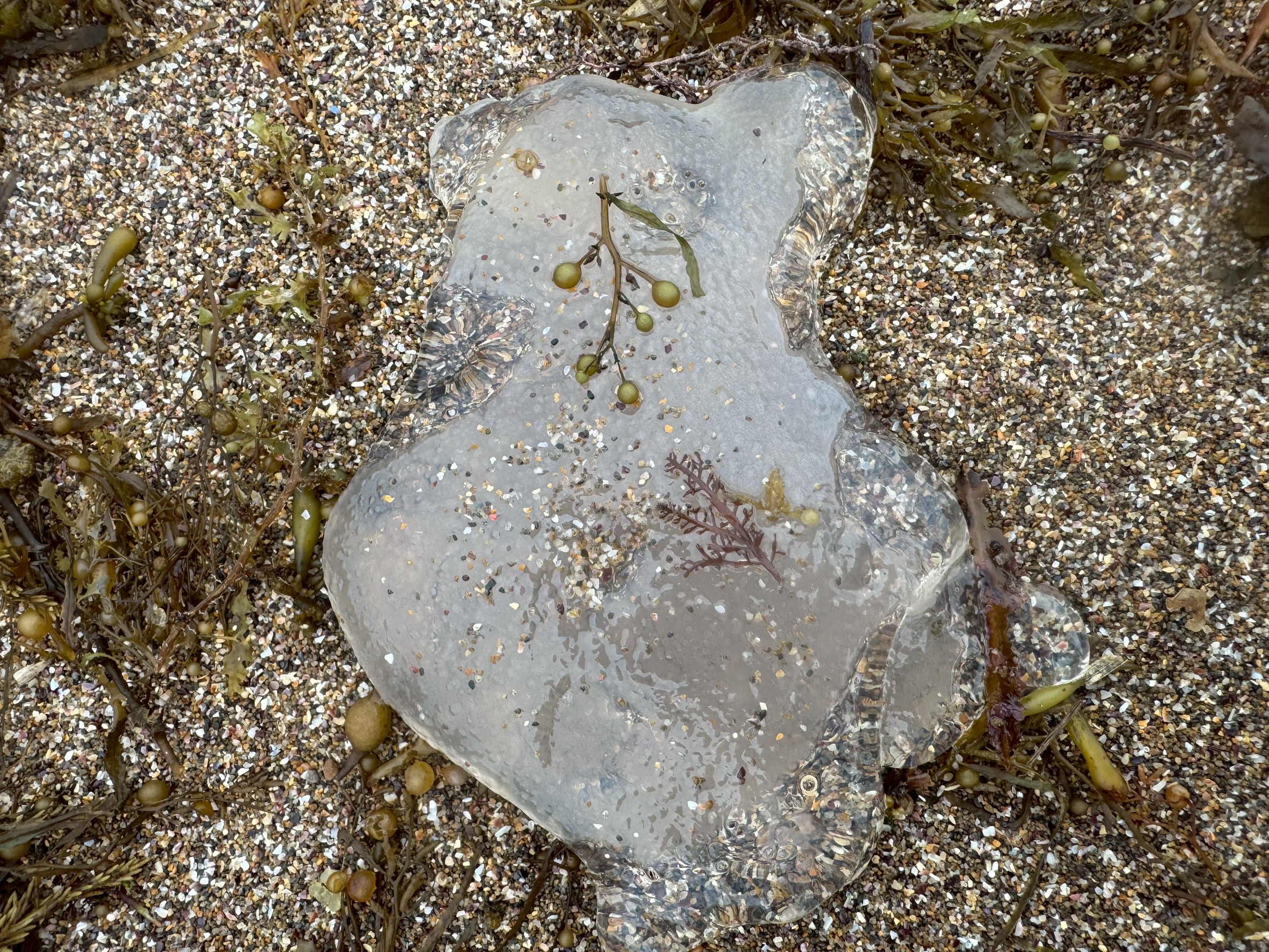この2枚の写真の漂着物は、おそらく**ミズクラゲ(水クラゲ/Aurelia aurita)でほぼ間違いないです。釣太郎