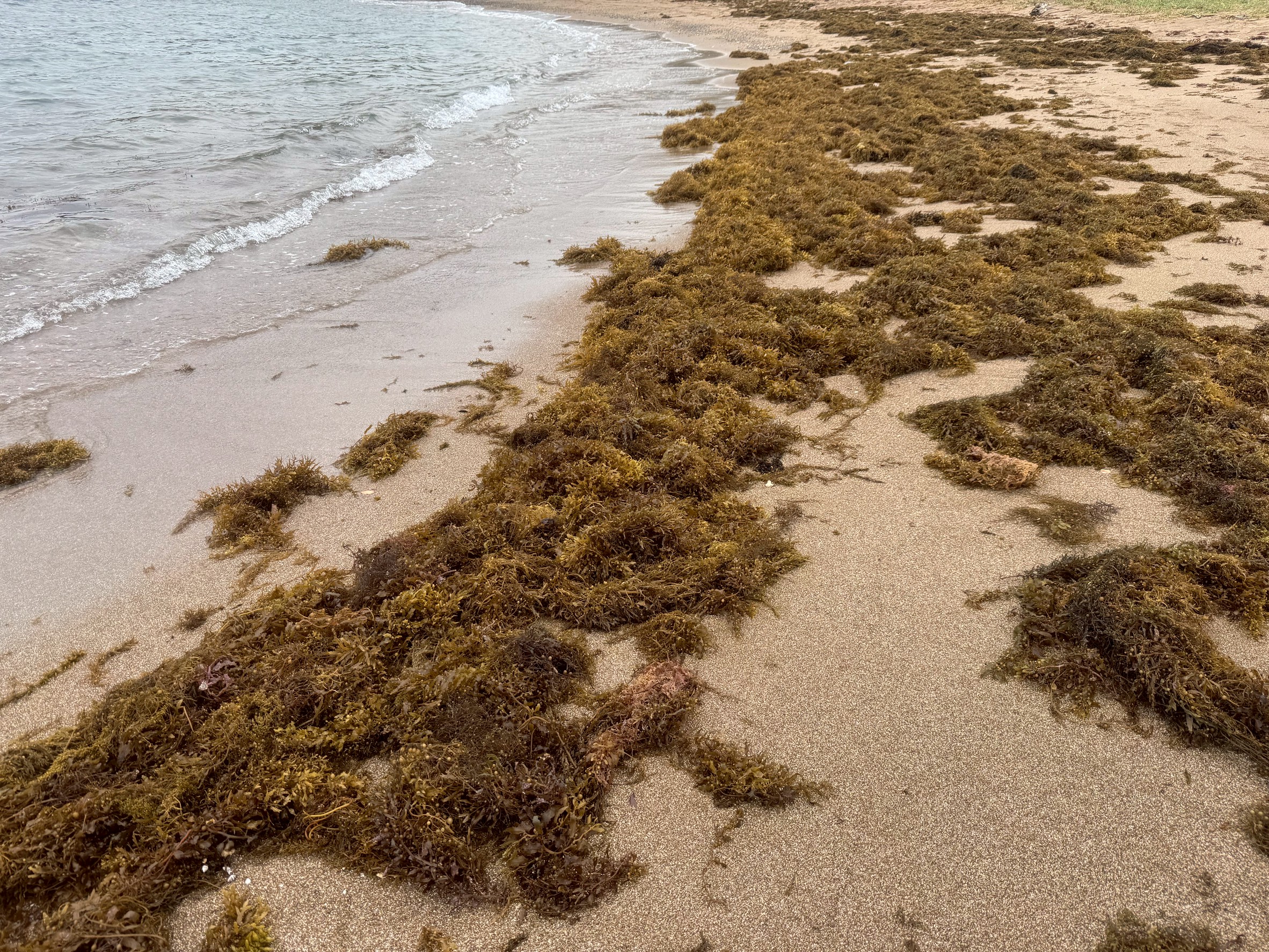 【南紀の初夏の風物詩】砂浜に打ち上げられた海藻とアオリイカのアマモ（卵嚢）の秘密。釣太郎