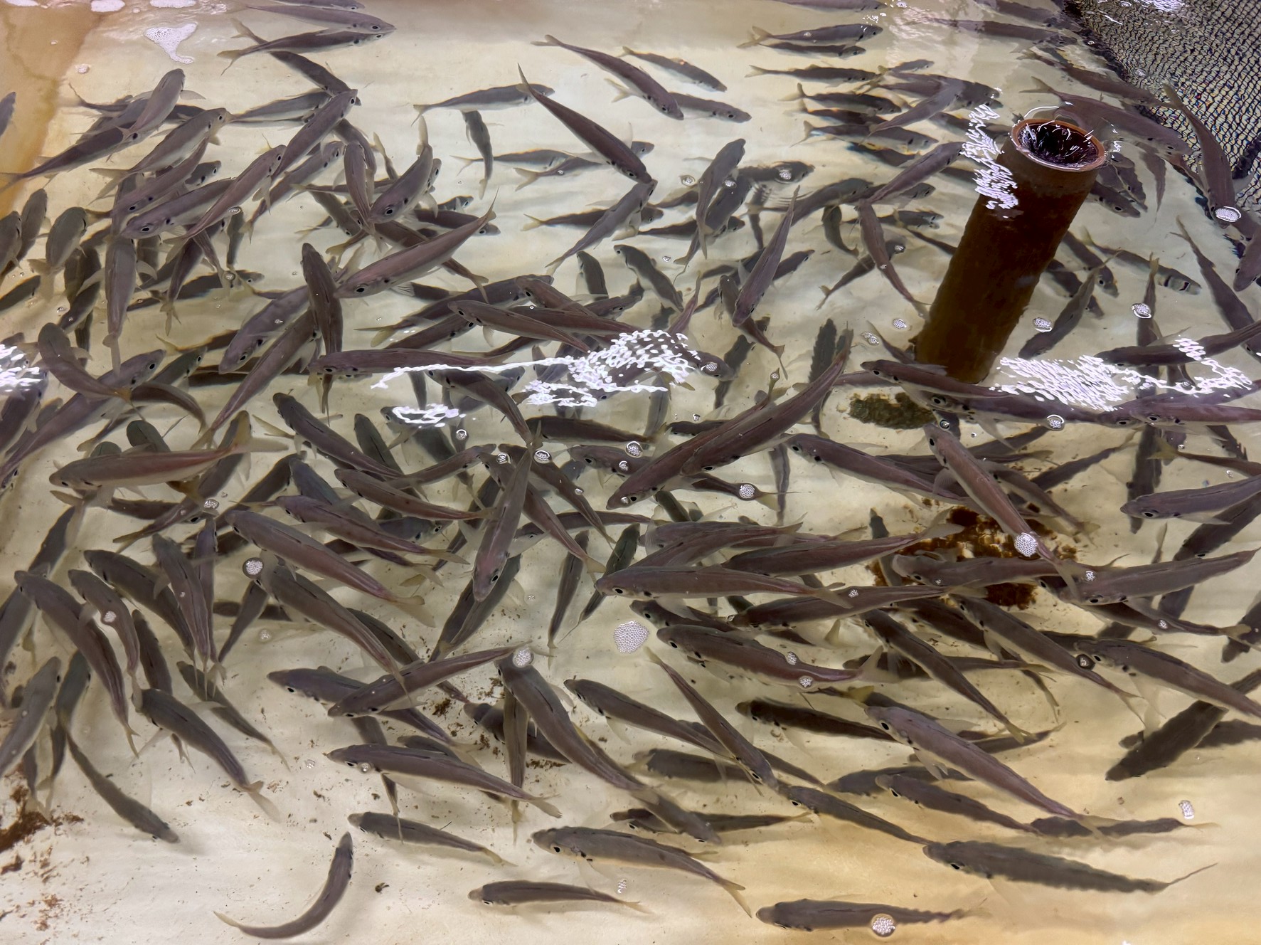 みなべ店、活アジ残り300匹度。6月4日午後1時現在、。今シーズンこれで終売です。釣太郎