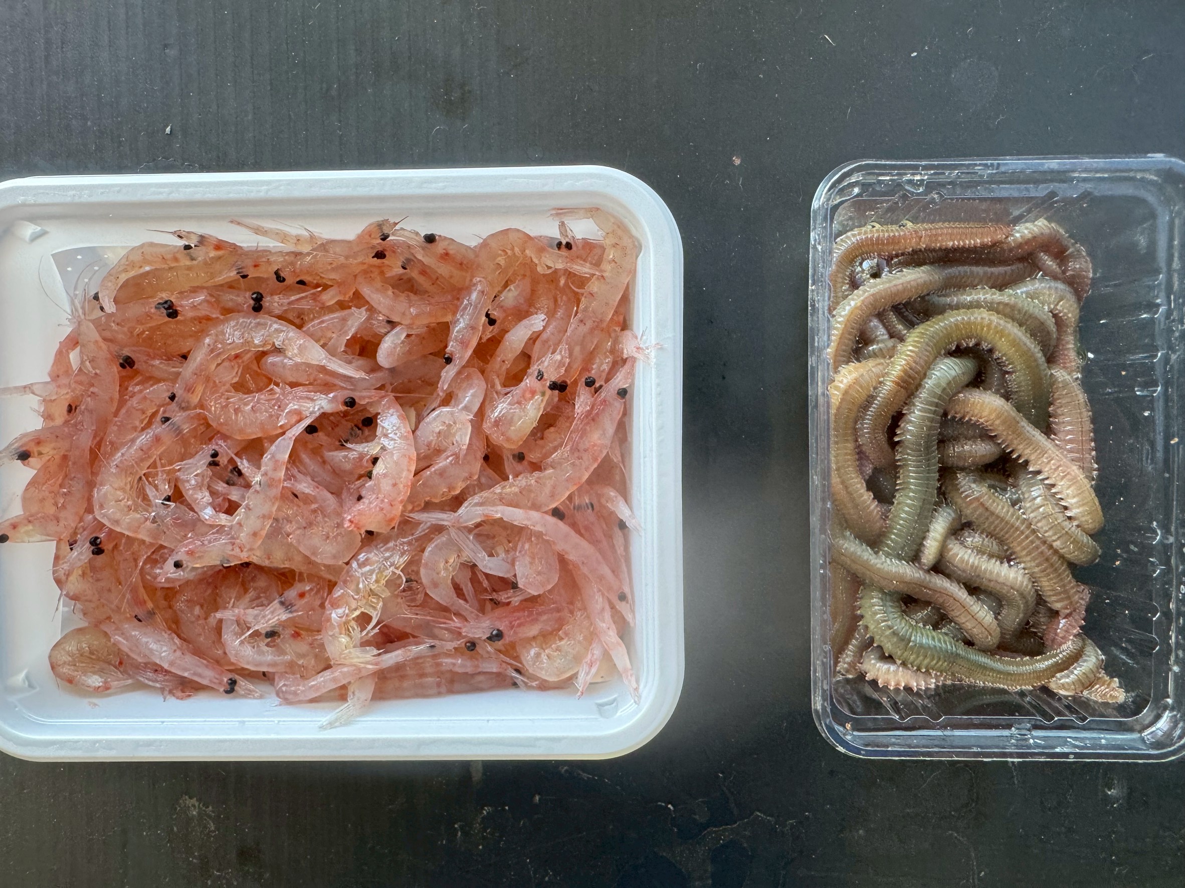 刺しエサはオキアミと青イソメ、どっちがいい？釣太郎