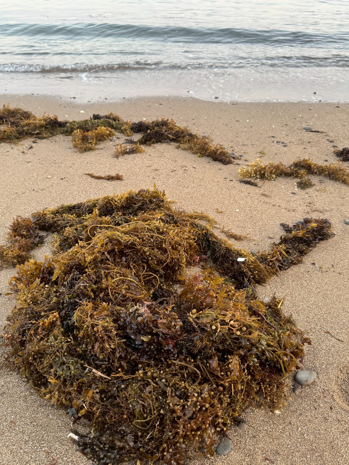 【初夏の海岸風物詩】打ち上げられた海藻の正体は？大半は「ホンダワラ」だった！釣太郎