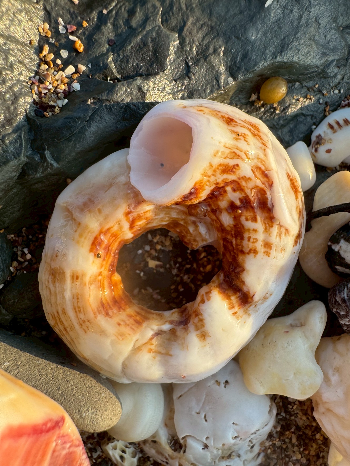 和歌山南紀のビーチに打ち上げられる「オオヘビガイ」|珍しい巻貝の正体とは?釣太郎