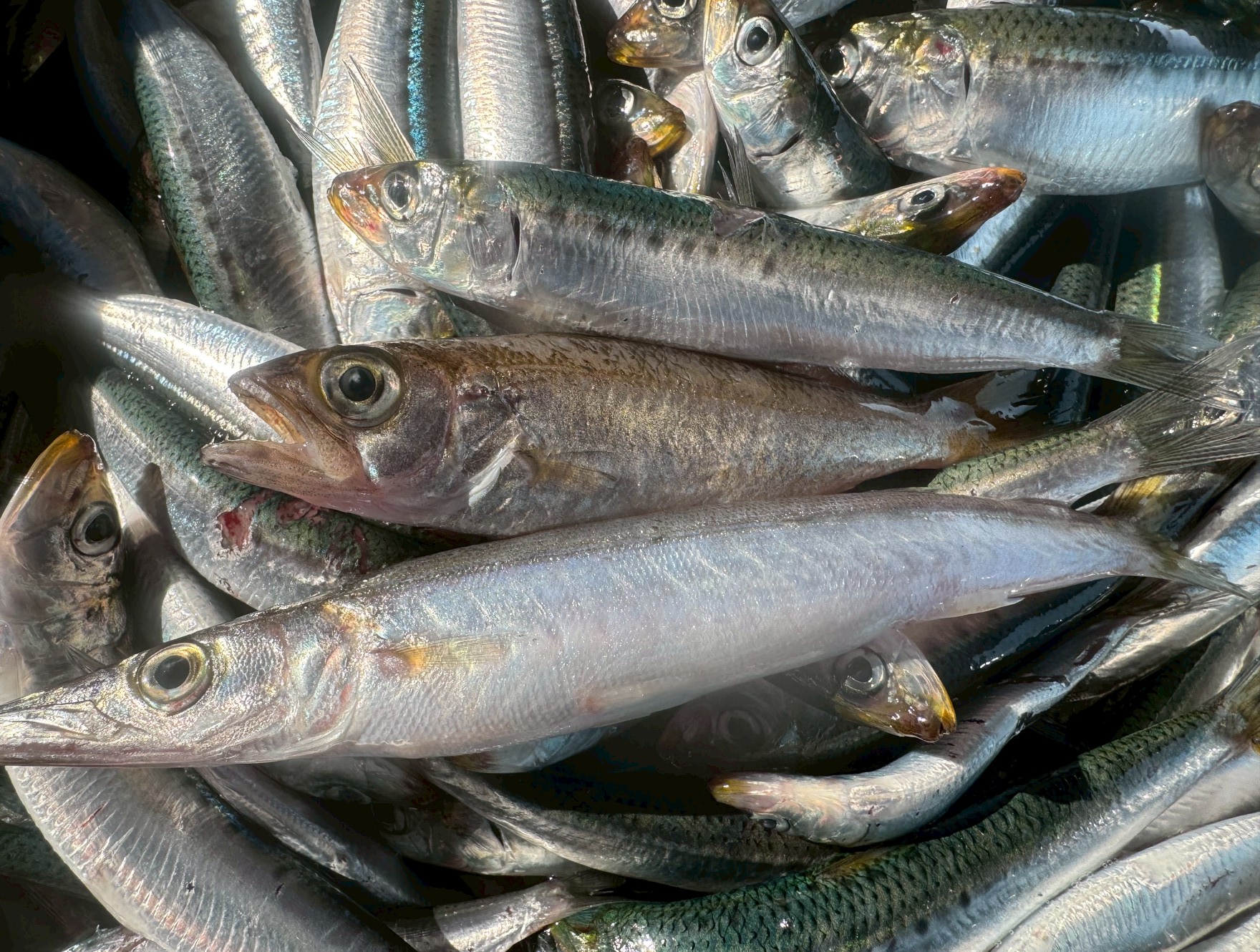 ムツ、カマス、アジ、この仔魚が出始めるのは南紀地方初夏の合図。釣太郎