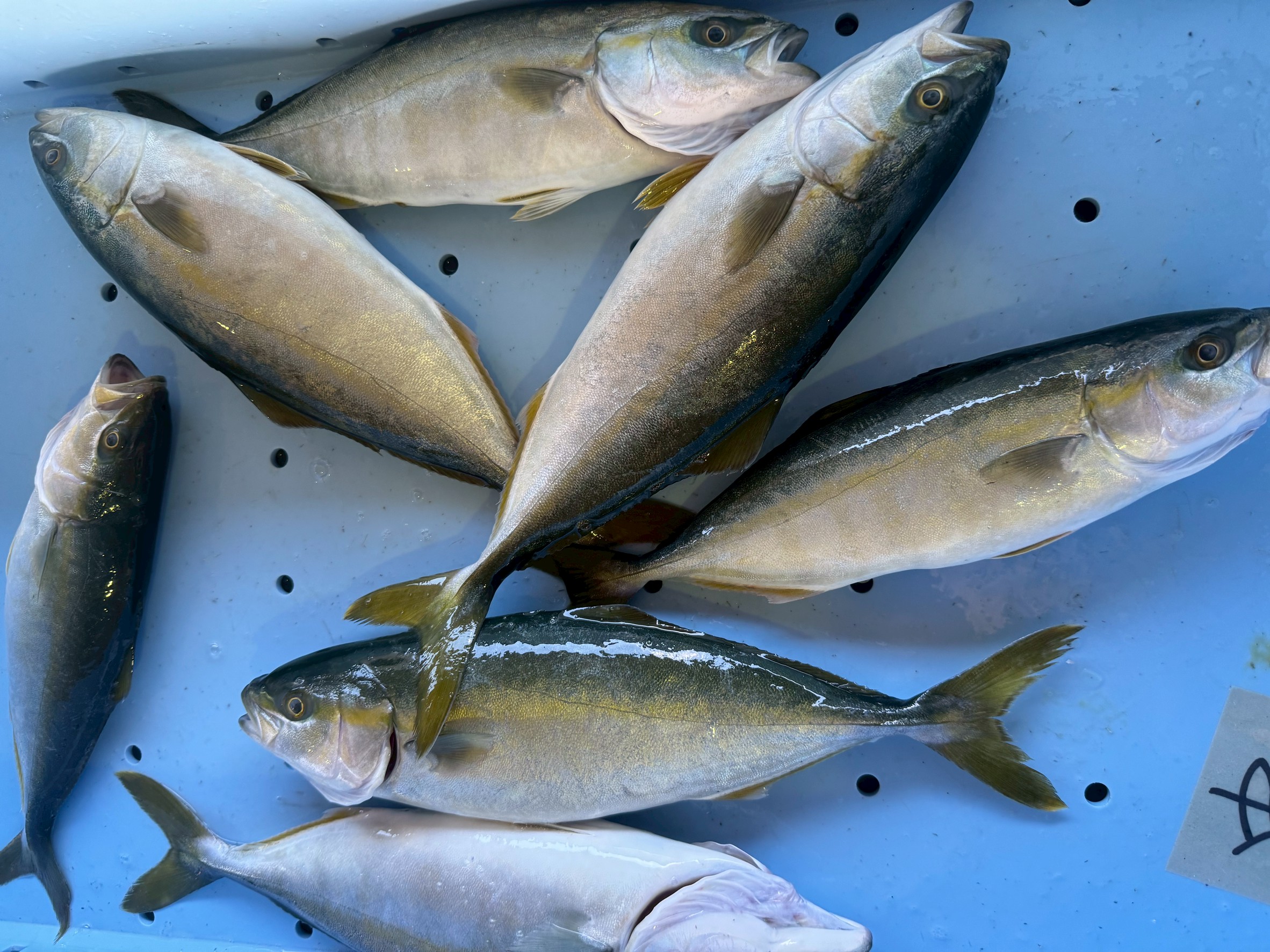 今シーズン初、カンパチ仔魚の回遊が始まりました。2025年6月6日金曜日。釣太郎