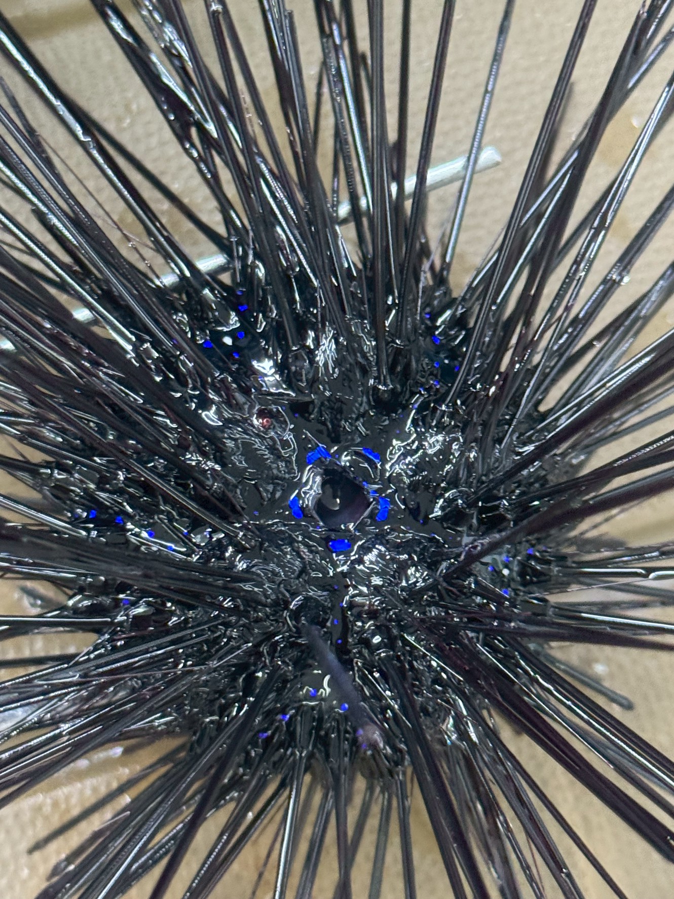 石鯛釣りエサのウニあります。釣太郎