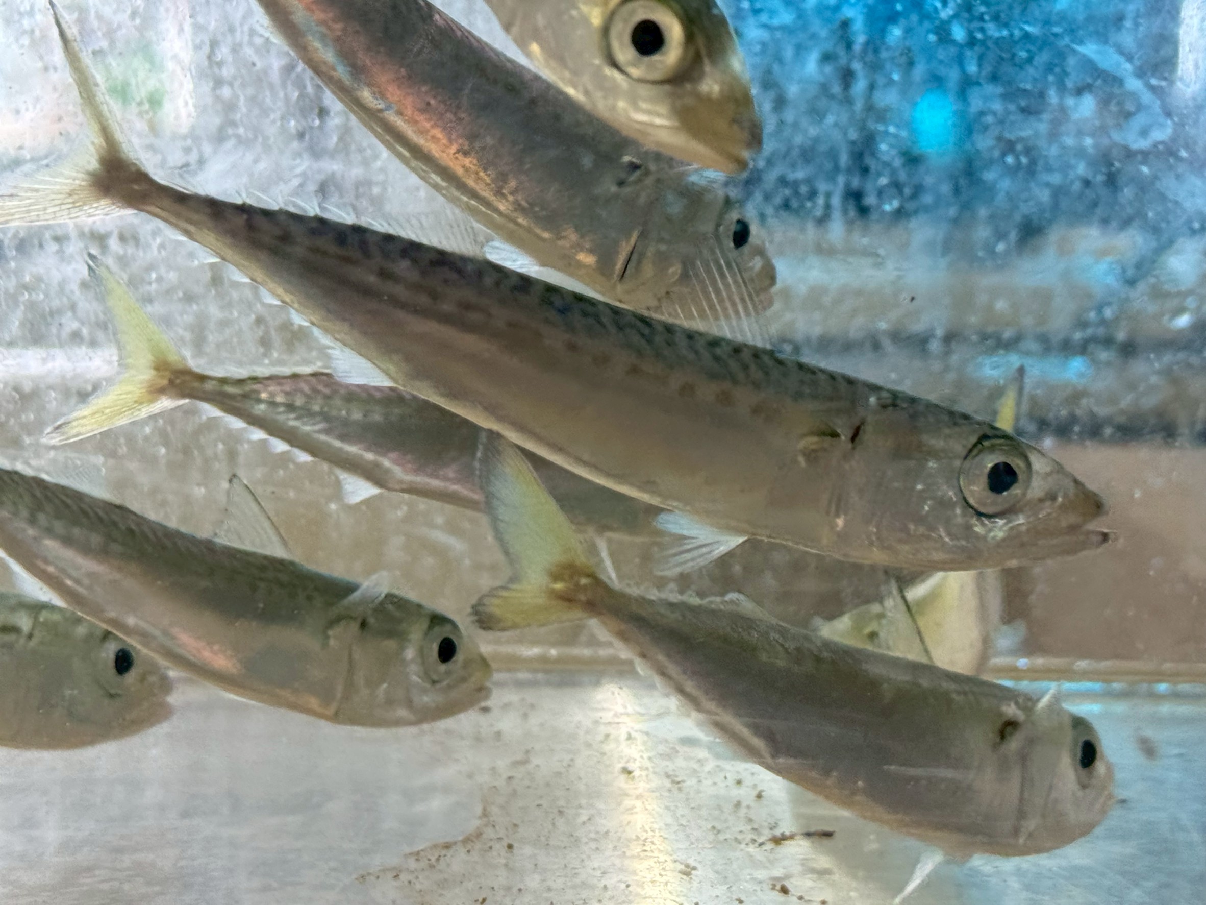 活アジはありませんが、活サバ子ならあります。冷凍アジでもアオリイカ釣れます。釣太郎