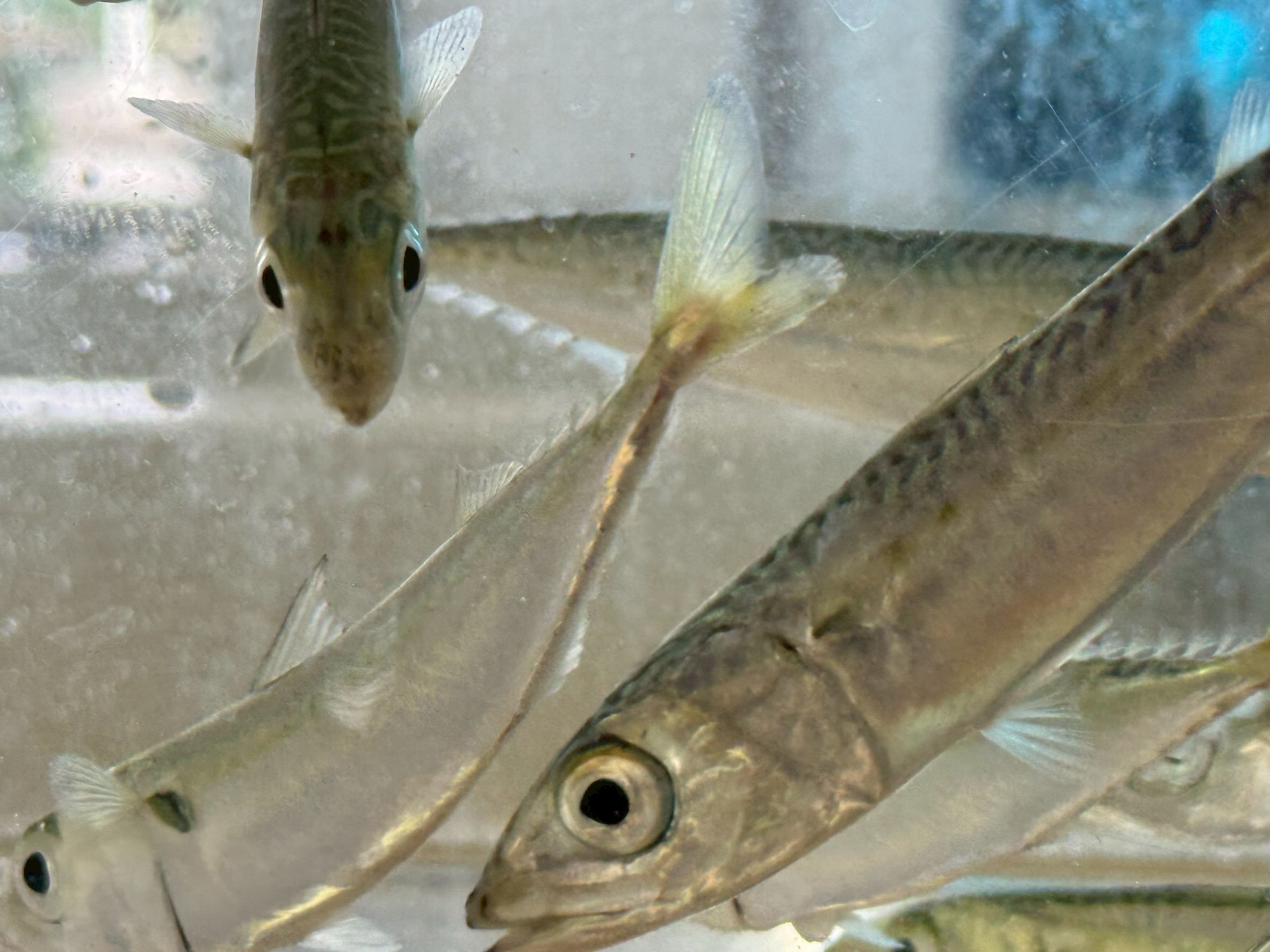 【春から初夏は小サバ祭り!】なぜ南紀では毎年こんなに湧く?夏にはどこへ?釣太郎