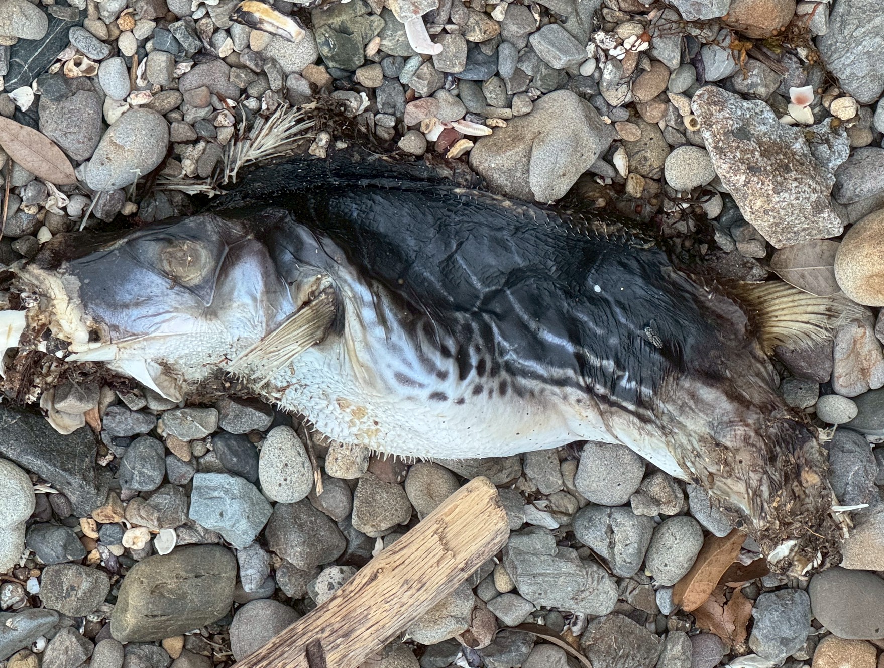 フグの皮は「特別に強靭なコラーゲン繊維構造」を持っている。釣太郎