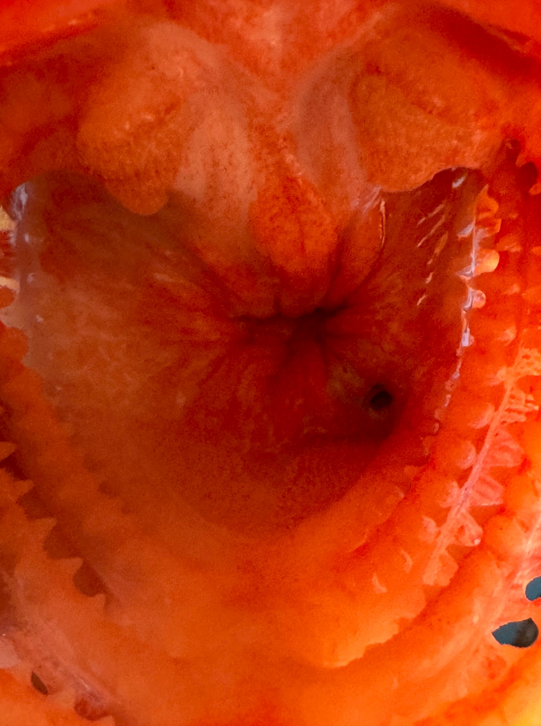 【衝撃映像】カサゴ（ガシラ）の口の中はこうなっていた！釣り人も驚く驚異の構造【完全解説】釣太郎