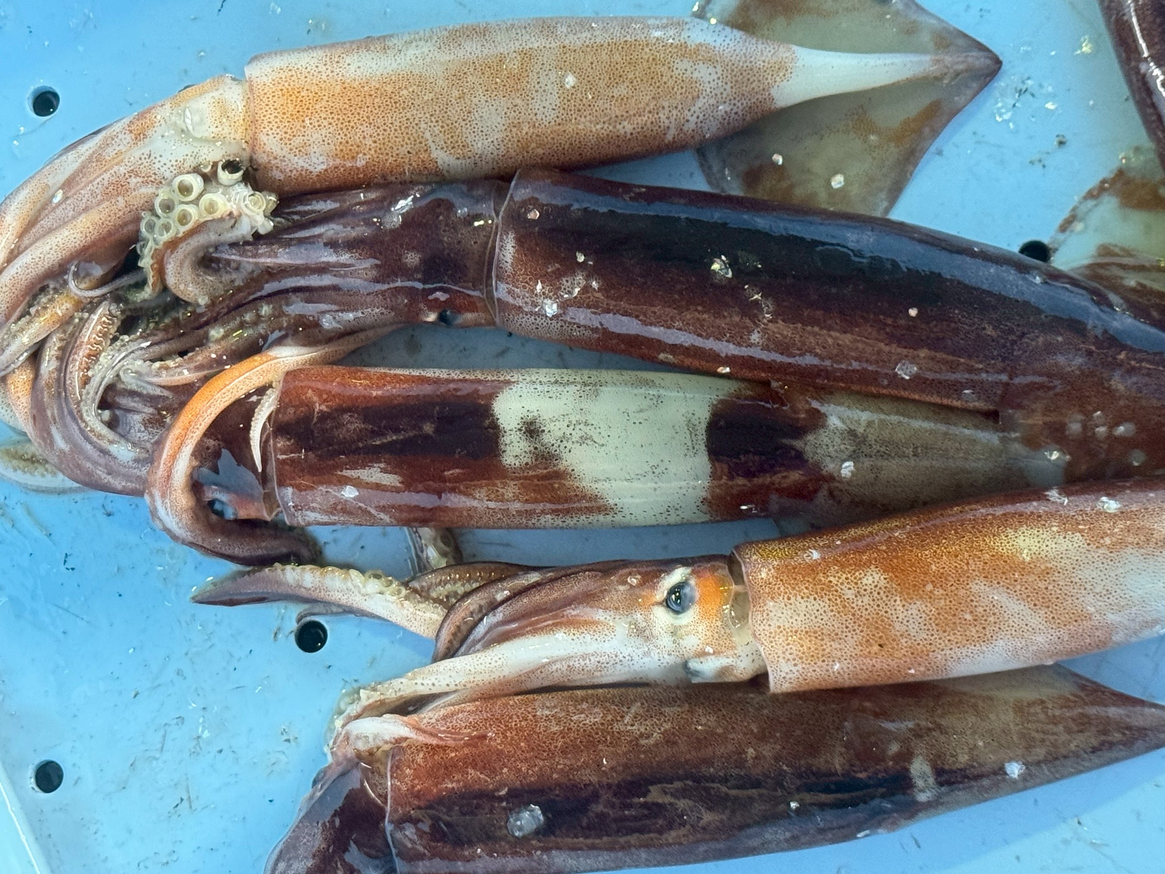 【徹底解説】スルメイカの特徴とは？釣り・食べ方・生態まですべてがわかる！釣太郎