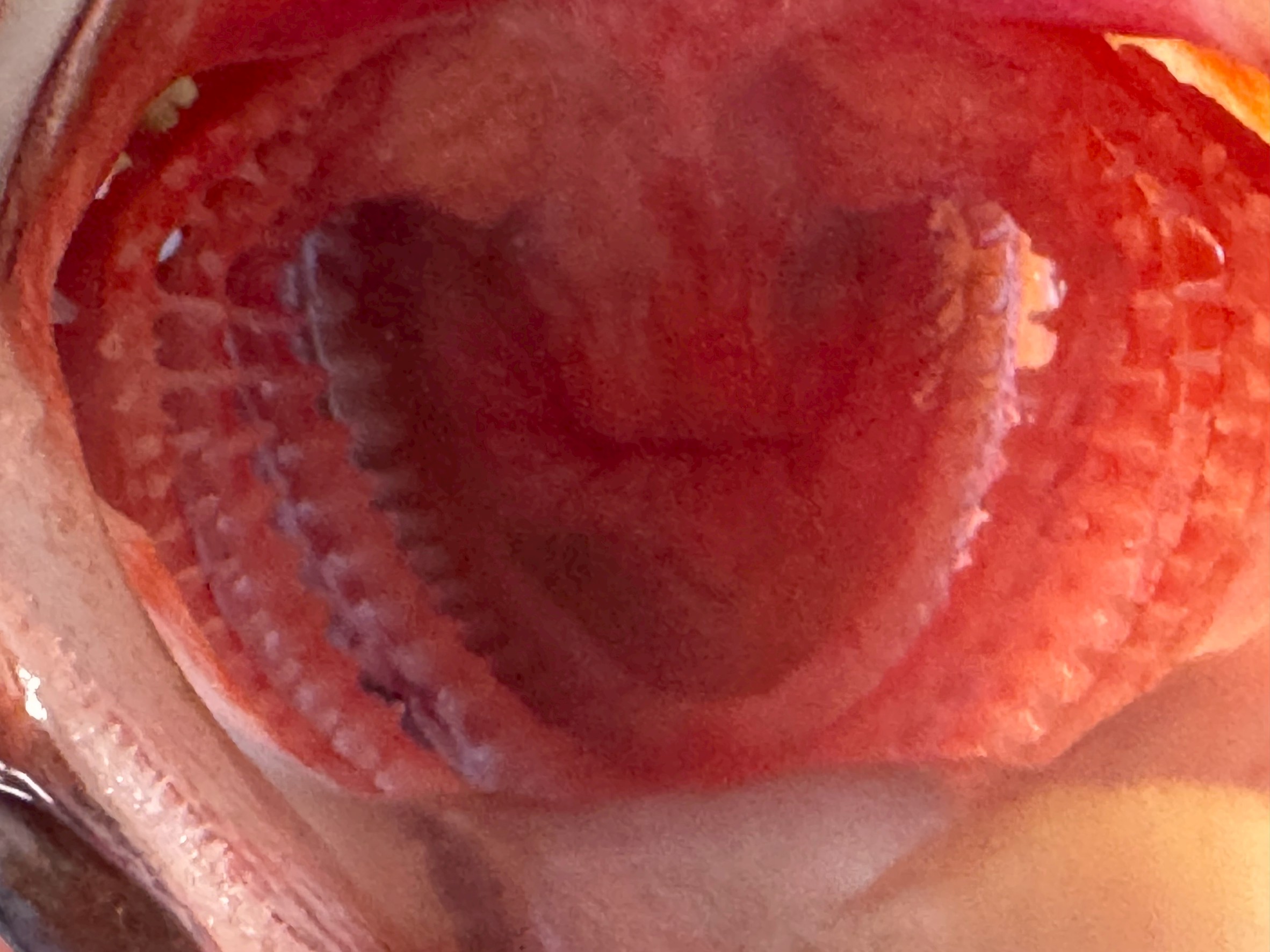 カサゴ（ガシラ）：小さくても強靭なフィッシュイーターの生態と特徴。釣太郎