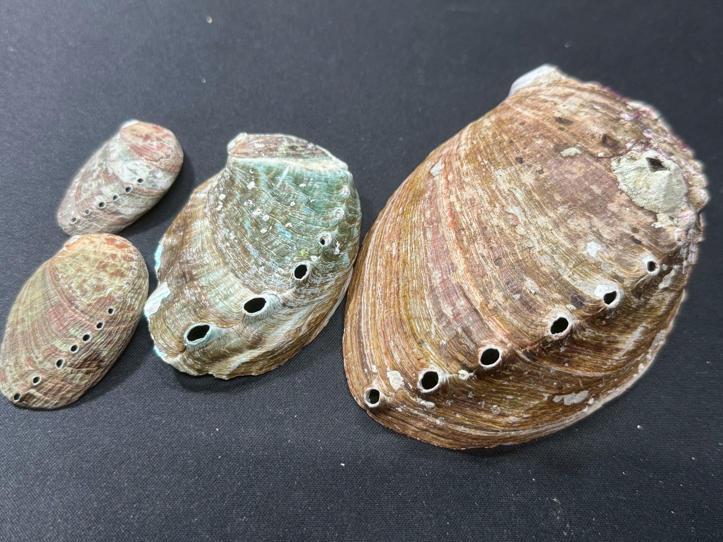 【保存版】トコブシとアワビの見分け方完全ガイド｜大きくなったらアワビになる？勘違いを解説！釣太郎