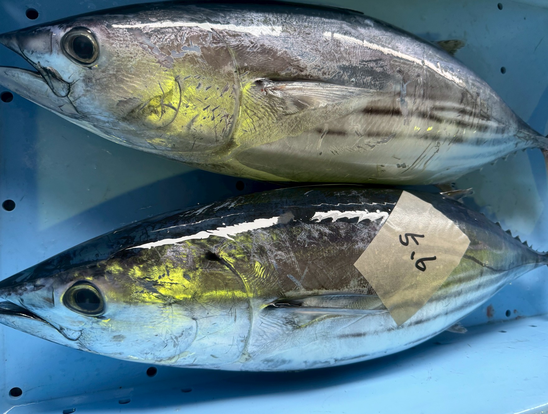 今朝は旨そうなカツオが、みなべ町堺市場にたくさん水揚げされていました。近辺スーパーに並びそうです。6月9日月曜日。釣太郎