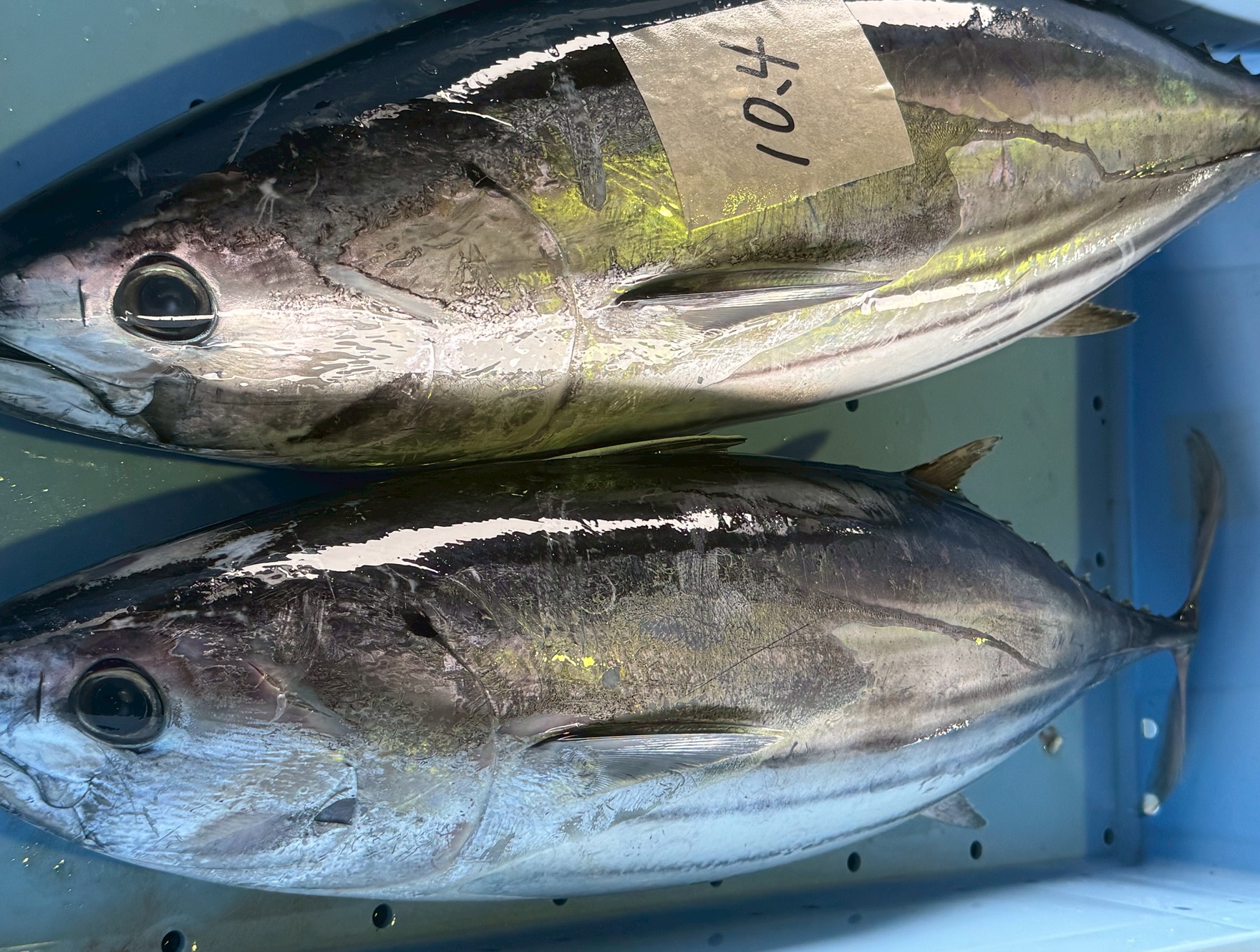 カツオは地産地消が基本。大量に取れた時、都会へ出荷したほうが値段が張る時は移動します。釣太郎