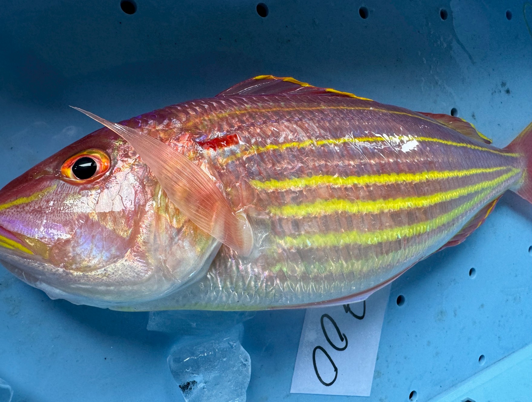 イトヨリ（イトヨリダイ）の特徴を徹底解説！—生態・釣り方・食味・市場価値まで網羅。釣太郎