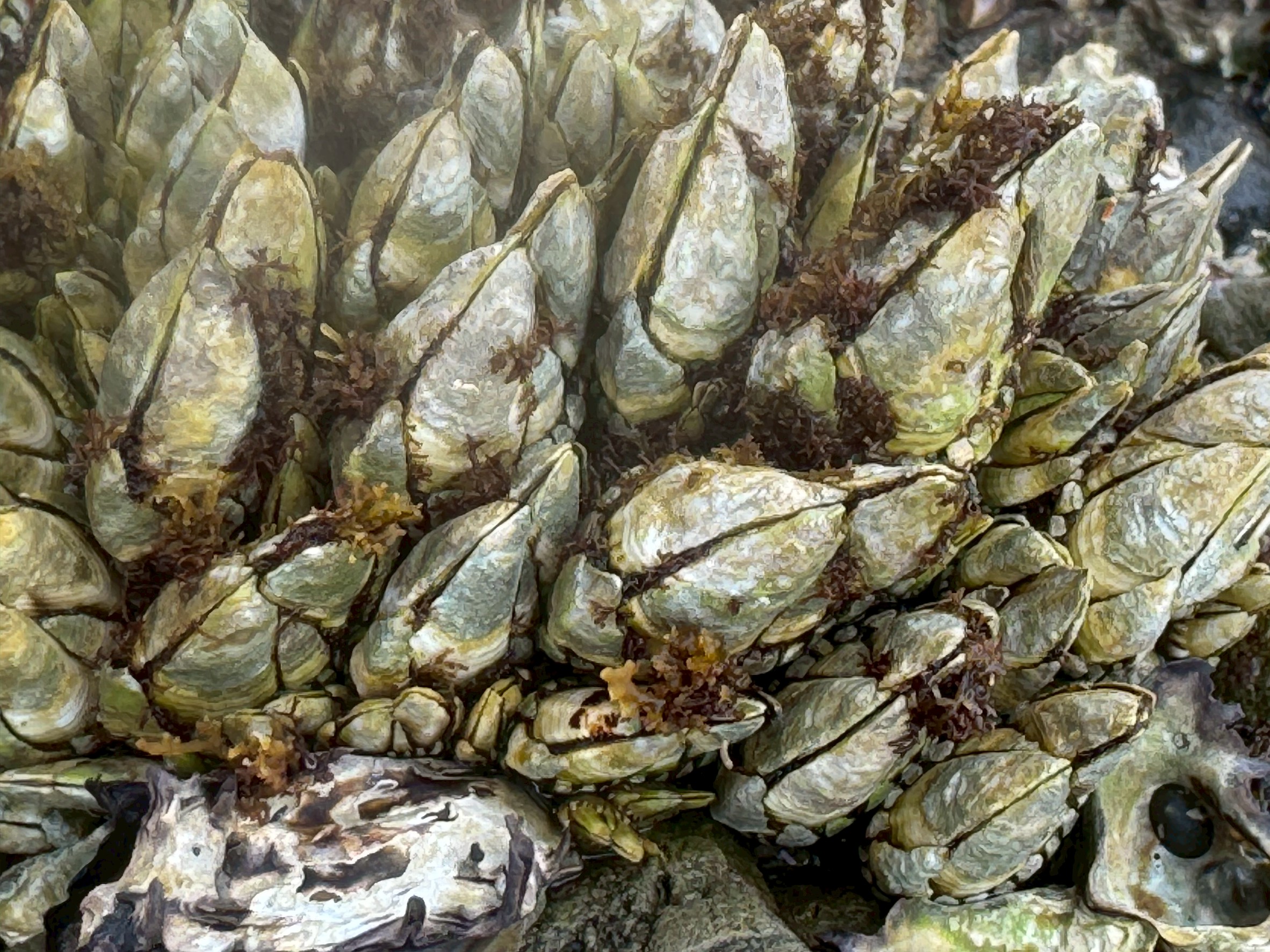 磯や堤防に多いカメノテ（鷹の爪）特徴説明。釣太郎