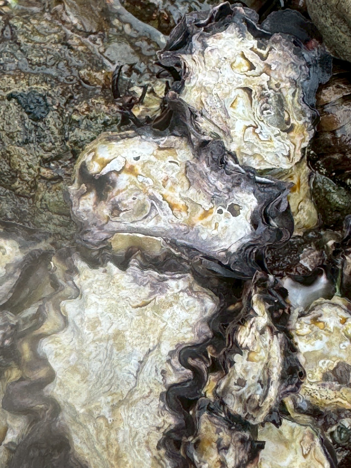 【釣り人必見】南紀の磯にカキが多いのはなぜ？邪魔者だけど実は海の救世主だった！釣太郎