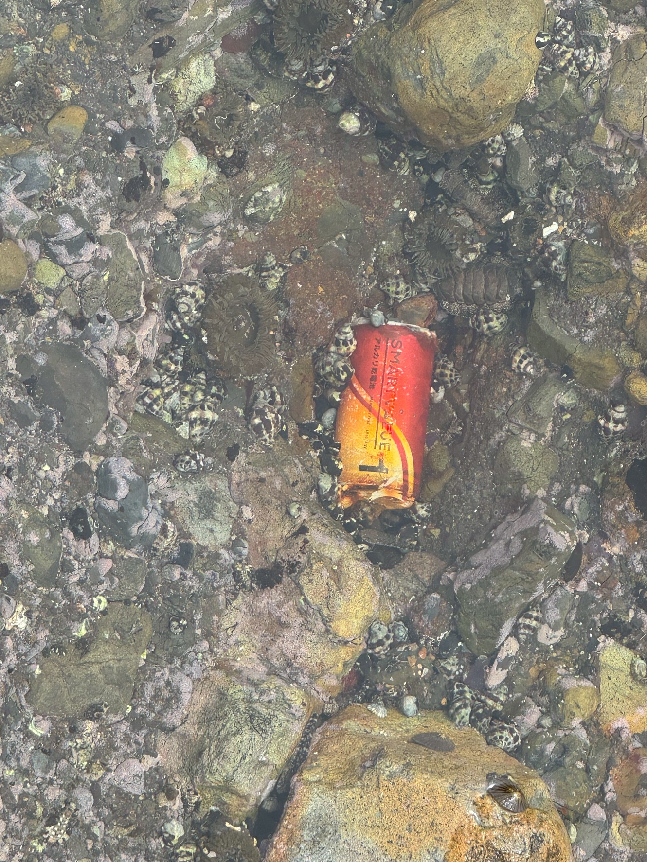 【要注意】海に落ちた乾電池がもたらす深刻な悪影響とは？釣り人・海好きが知るべき真実。釣太郎