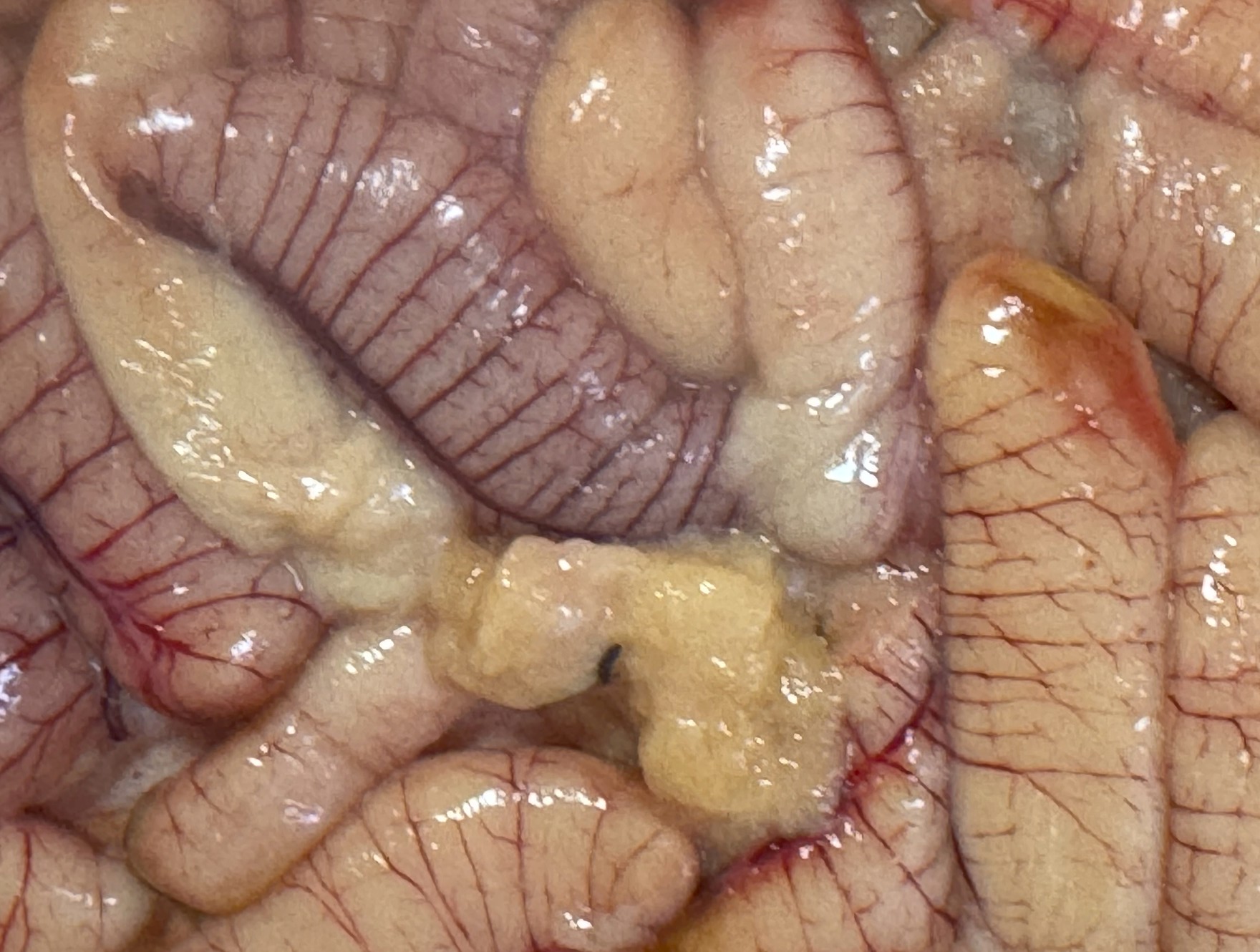 「真子」とは、メスの魚の卵巣のことを指します。簡単に言えば、「魚の卵」です。釣太郎