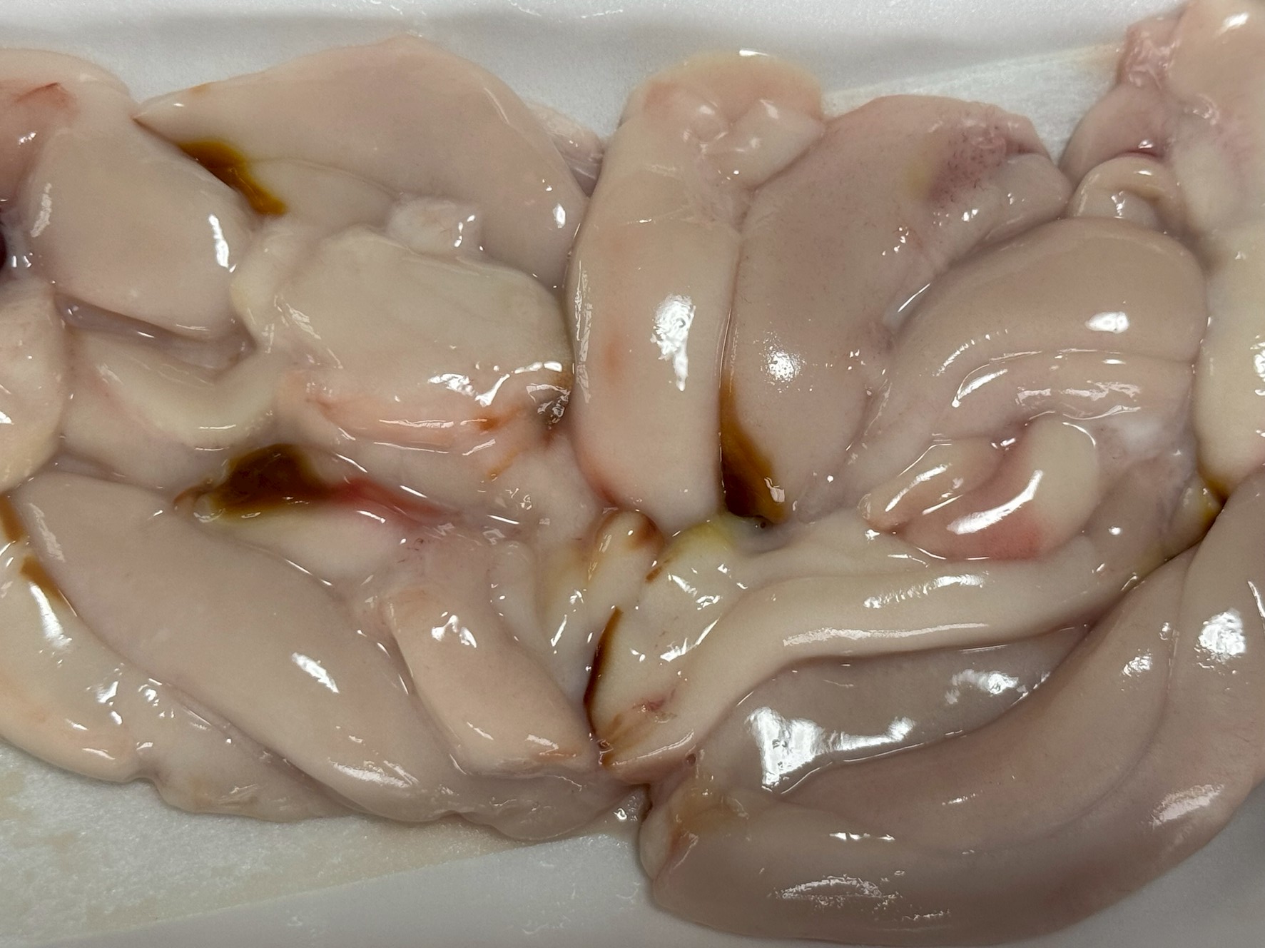 白子は“夏の隠れスタミナ食”。白子は高タンパク・亜鉛・ビタミン群が豊富な栄養食。 梅雨や猛暑で疲れがちな季節に、スタミナ回復・免疫強化にぴったり。釣太郎