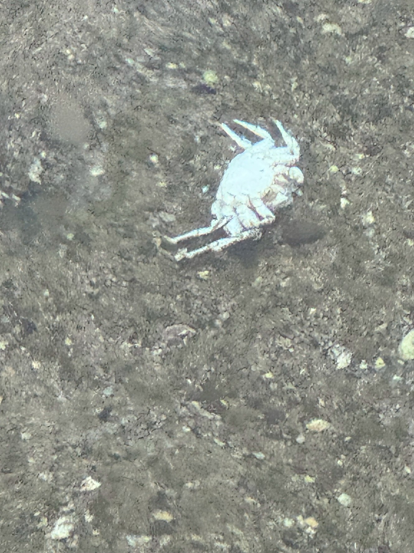 【なぜ？】南紀のタイドプールでカニが死んでいるのは自然現象｜その理由を徹底解説！釣太郎