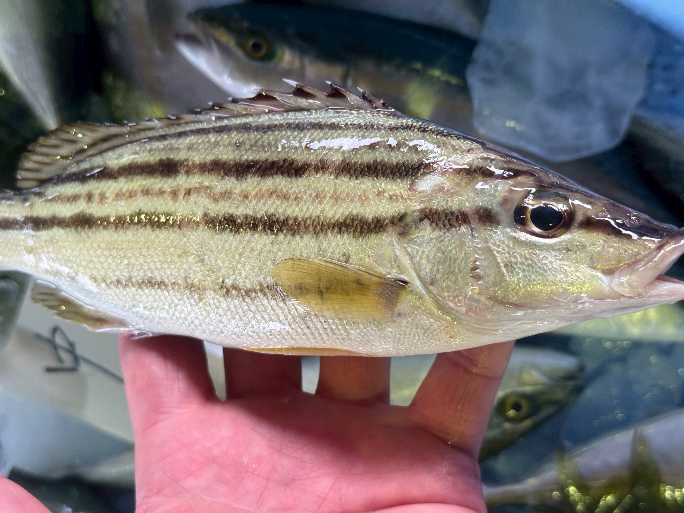 コトヒキとは？見た目がユニークな知られざる魚を徹底解説！【釣り人・魚好き必見】釣太郎