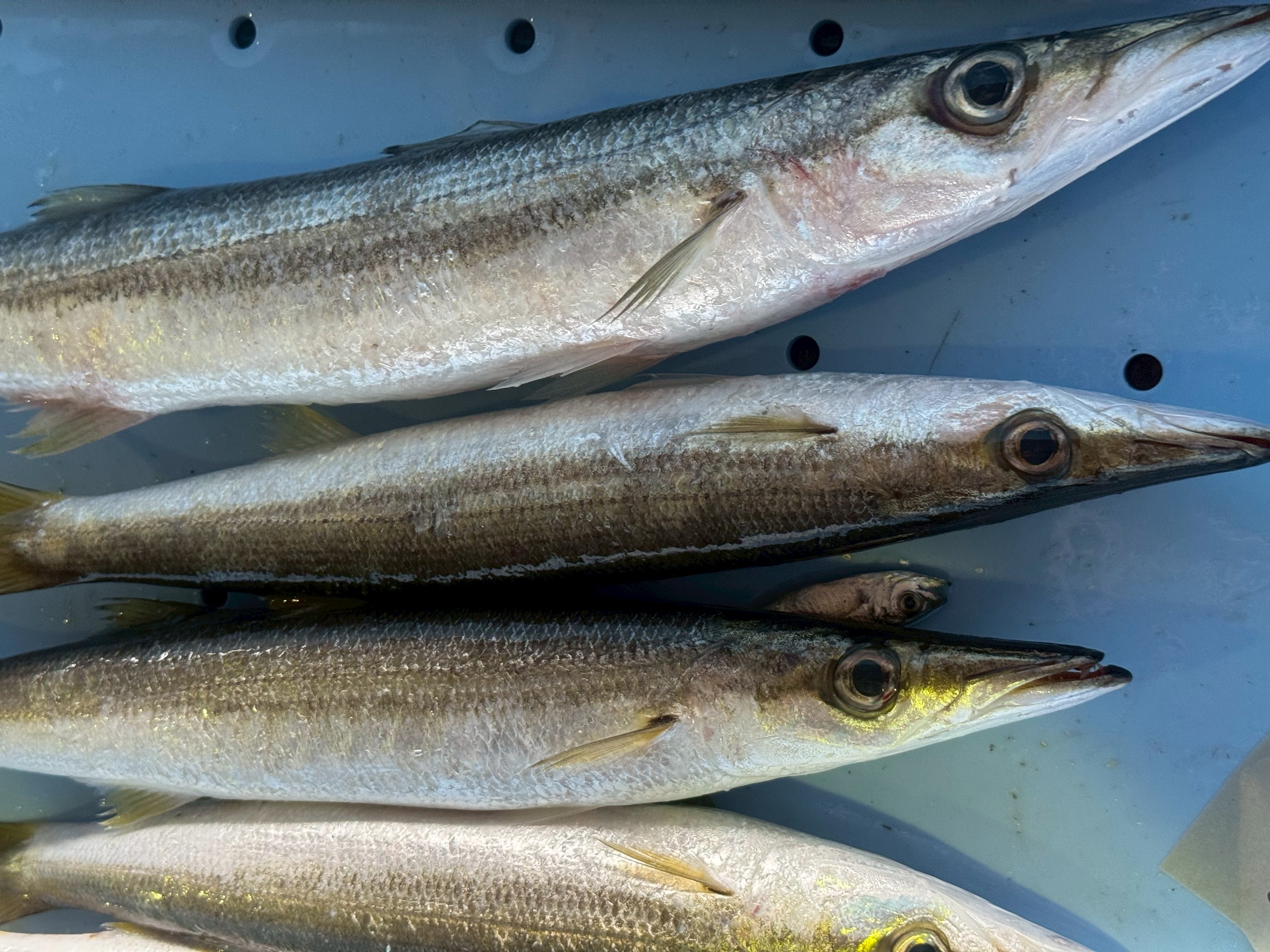 カマスとは？特徴や釣り方・美味しい食べ方を徹底解説【釣り初心者向け】釣太郎