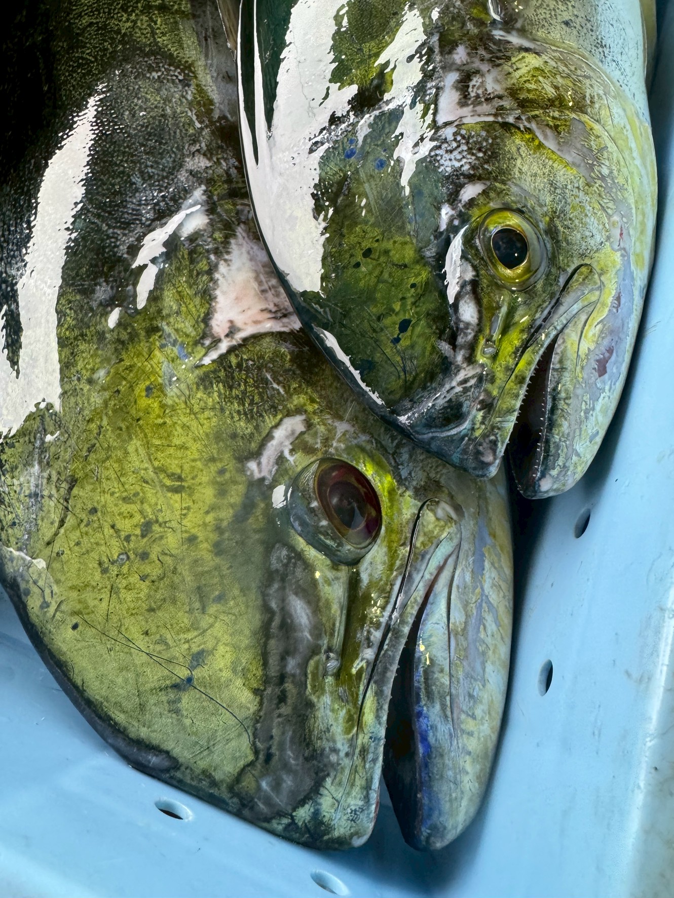 安魚の特徴の一つは、鮮度劣化が早いということもあるが、逆に鮮度が高い時は旨い。その代表魚がシイラ。沖縄やハワイでは高級魚。釣太郎