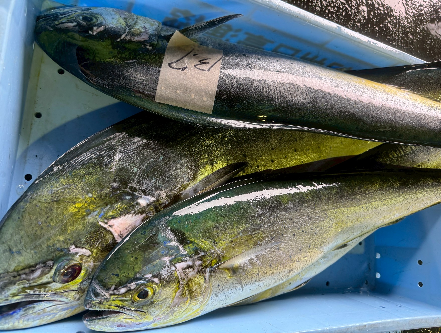 シイラは外道魚?それとも高級魚?真の魅力を徹底解説【釣り人&料理好き必見】釣太郎